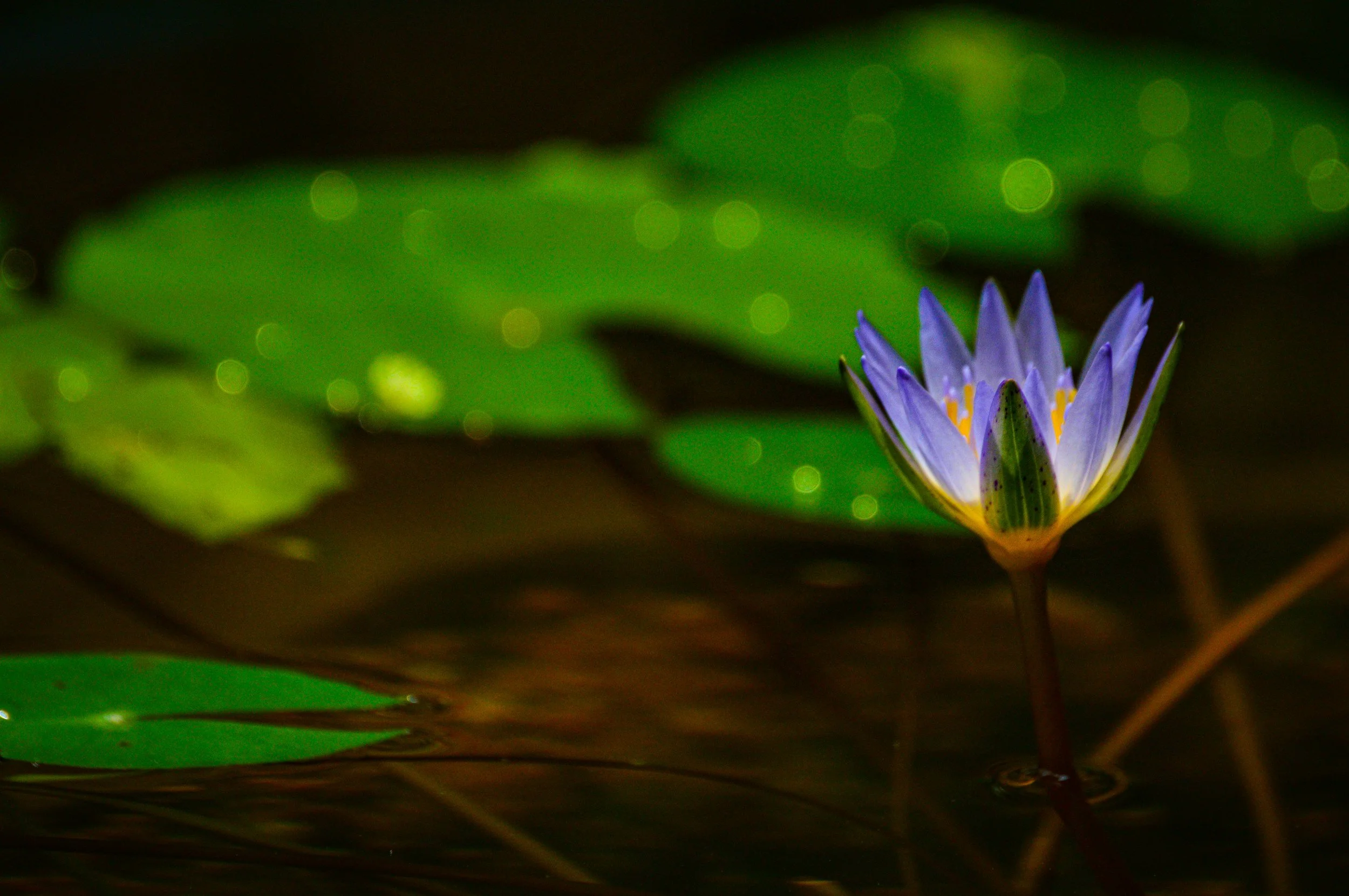 A purple water lily blooming on a dark pond with green lily pads and water reflections.