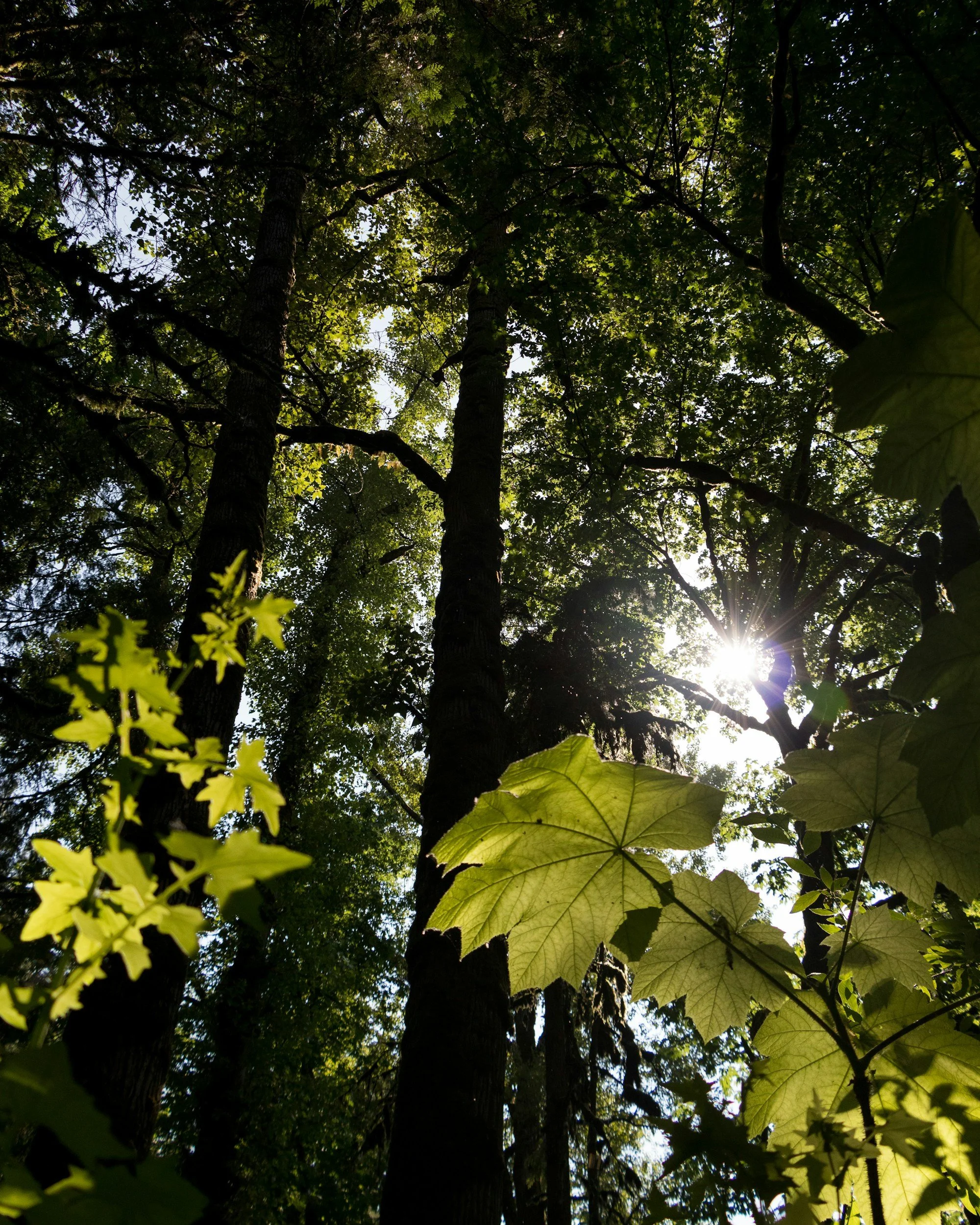 Sun shining through a dense forest canopy with tall trees and green leaves.