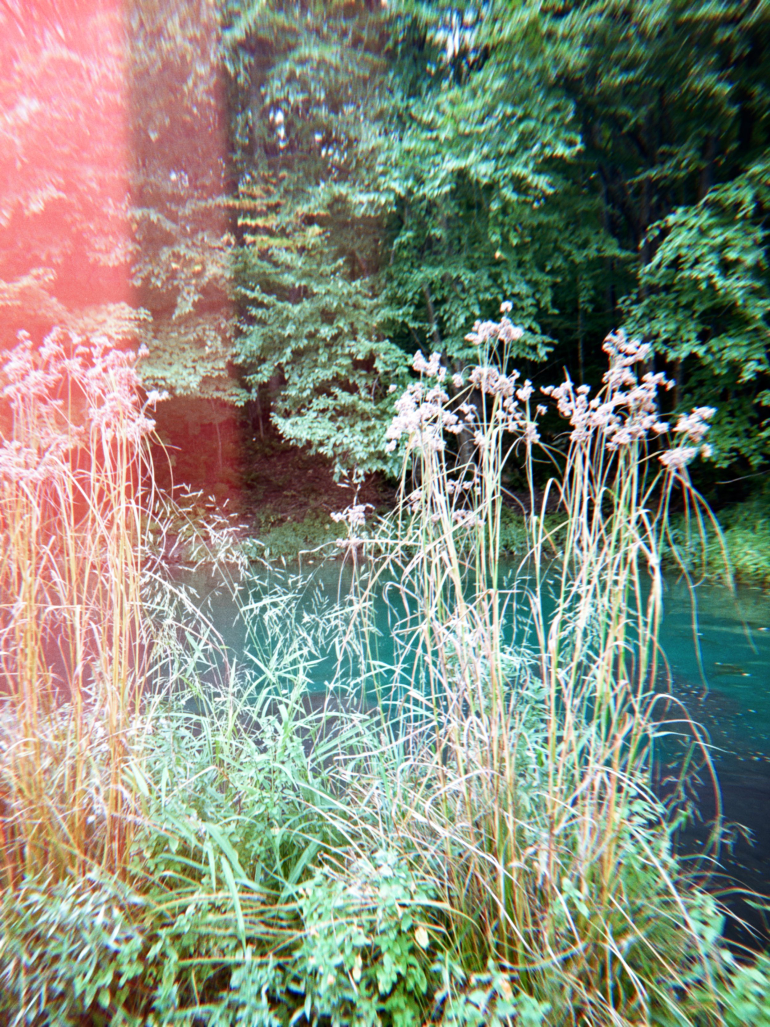 Tall grasses and plants along the edge of a stream surrounded by dense green trees in a natural outdoor setting.