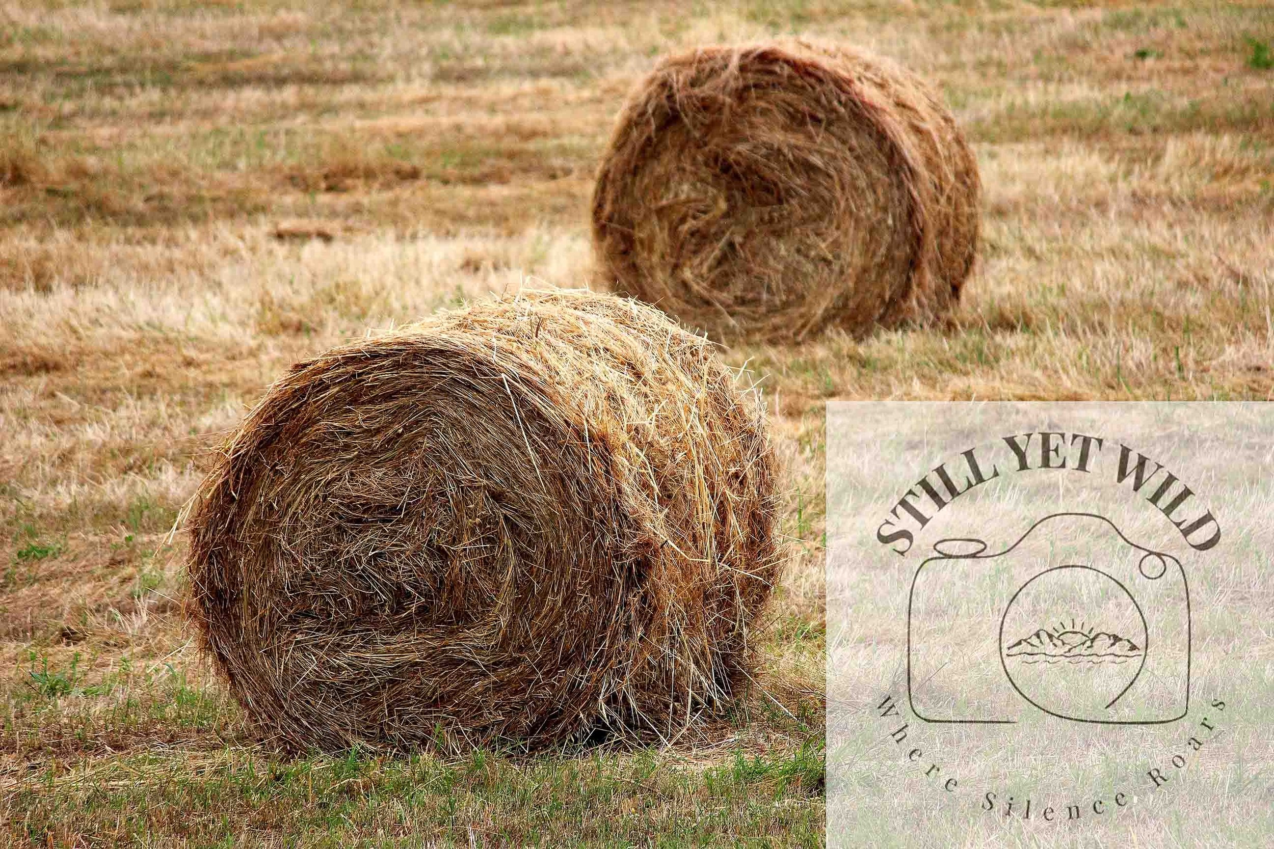 The Rhythm of the Field