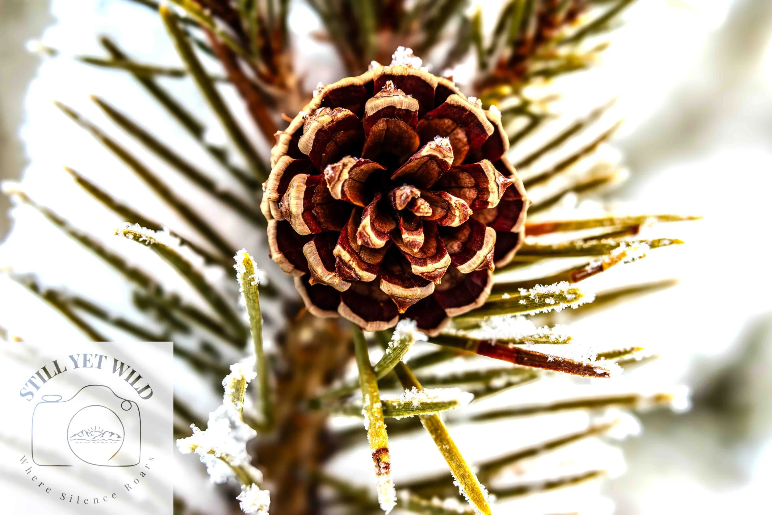 Winter's Architecture