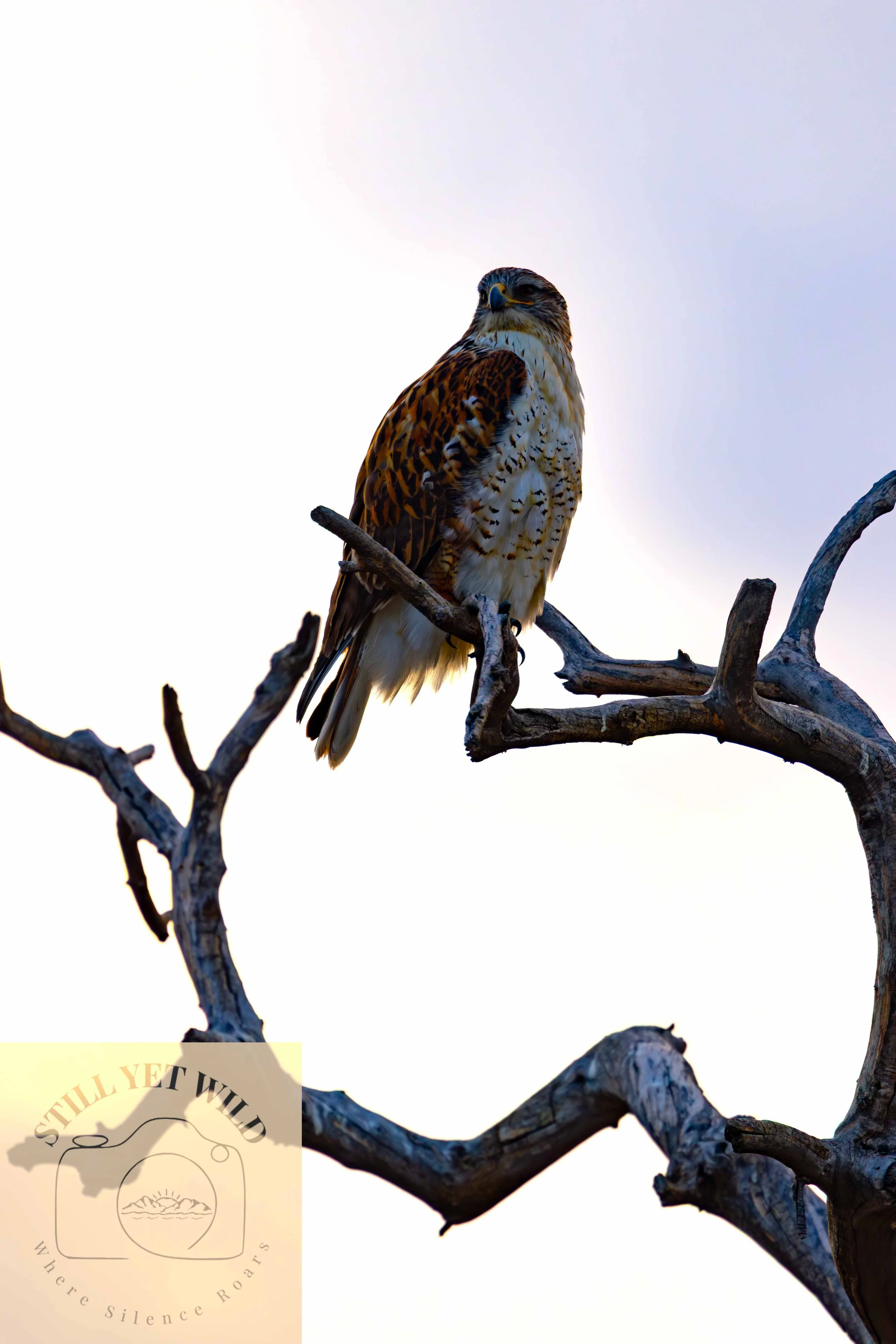 Between Silence and Sky