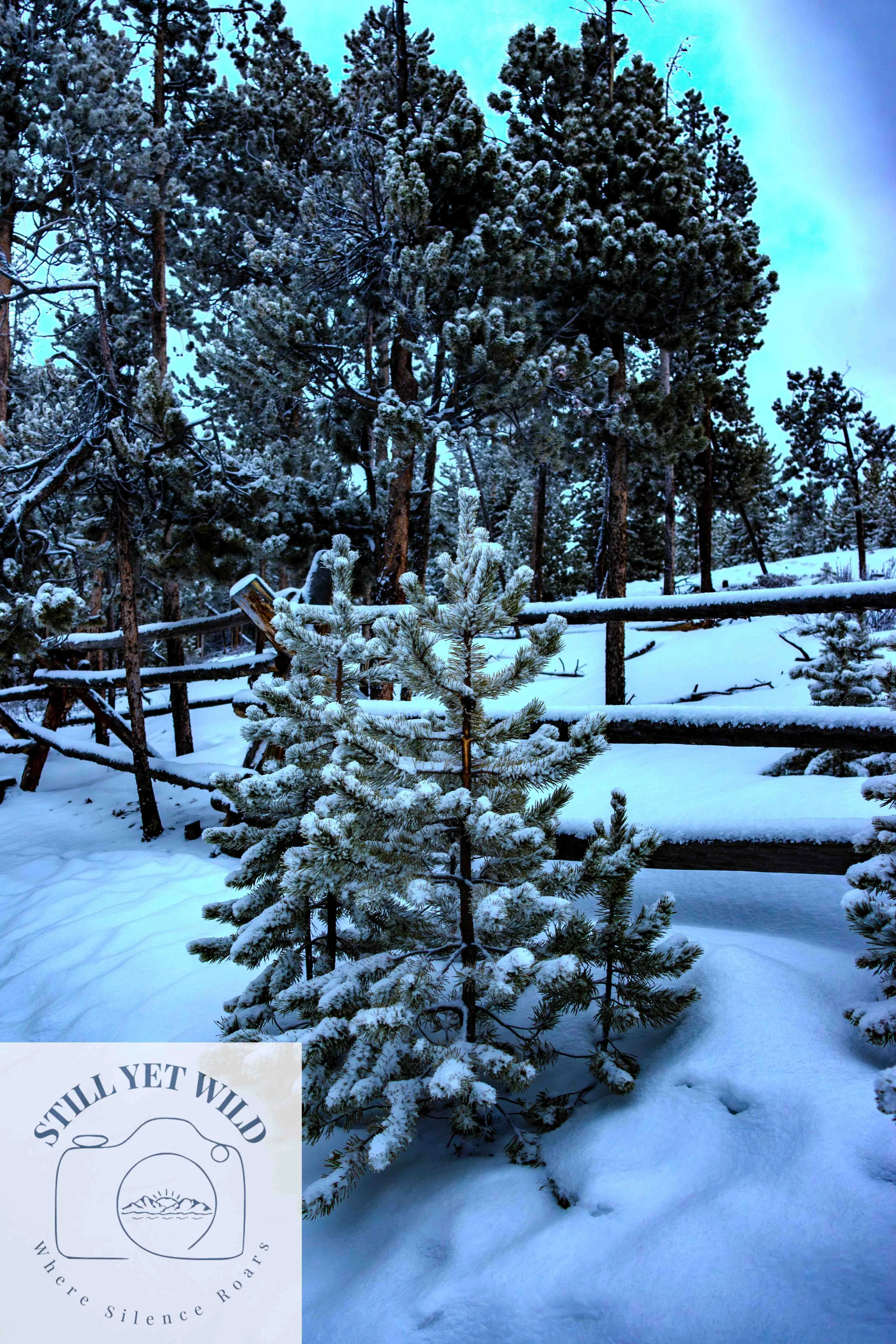 A Young Pine in Snow