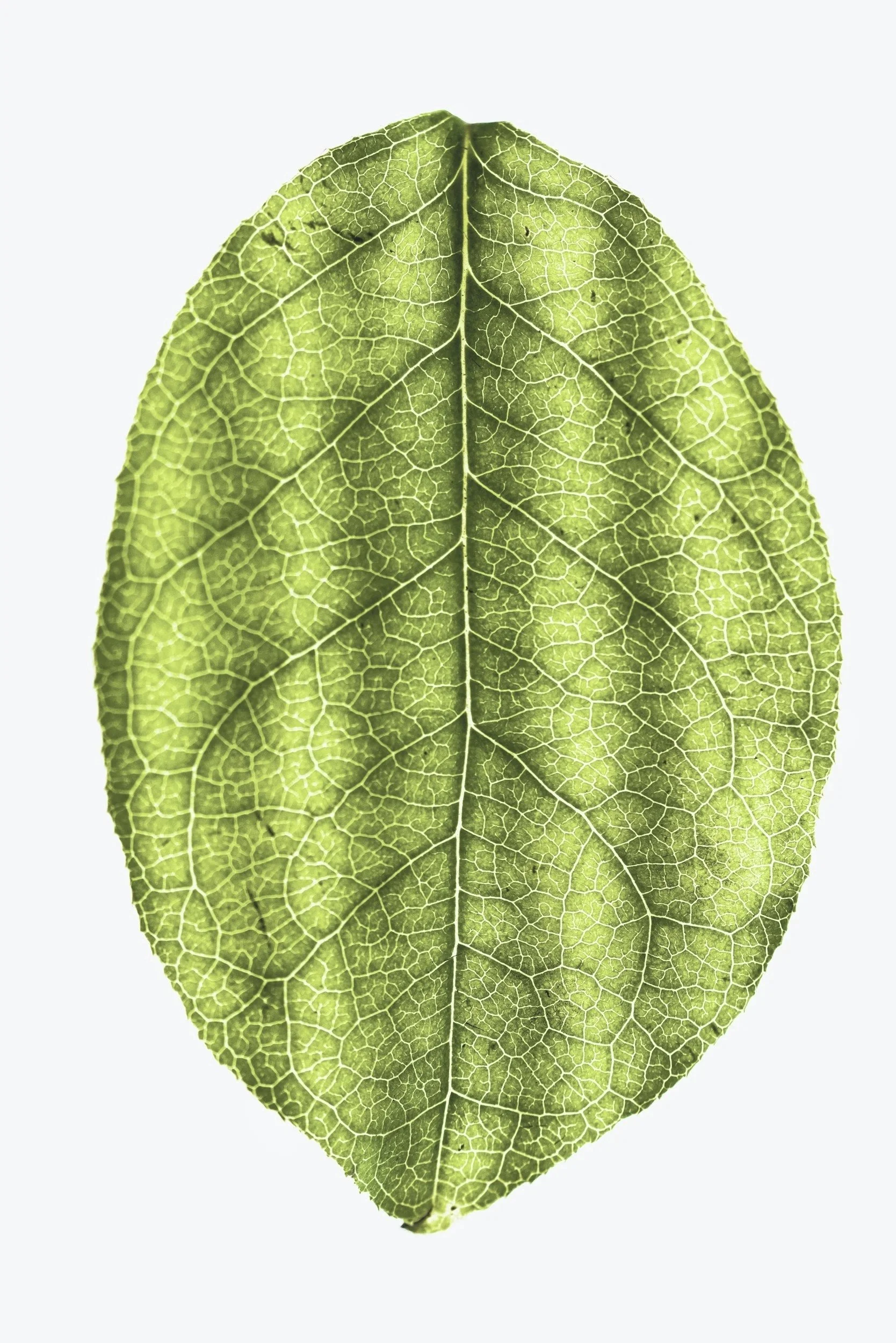 Close-up of a green leaf showing its intricate vein pattern on a white background. this is connected to a testamonial about Virtual EMDR therapy. 