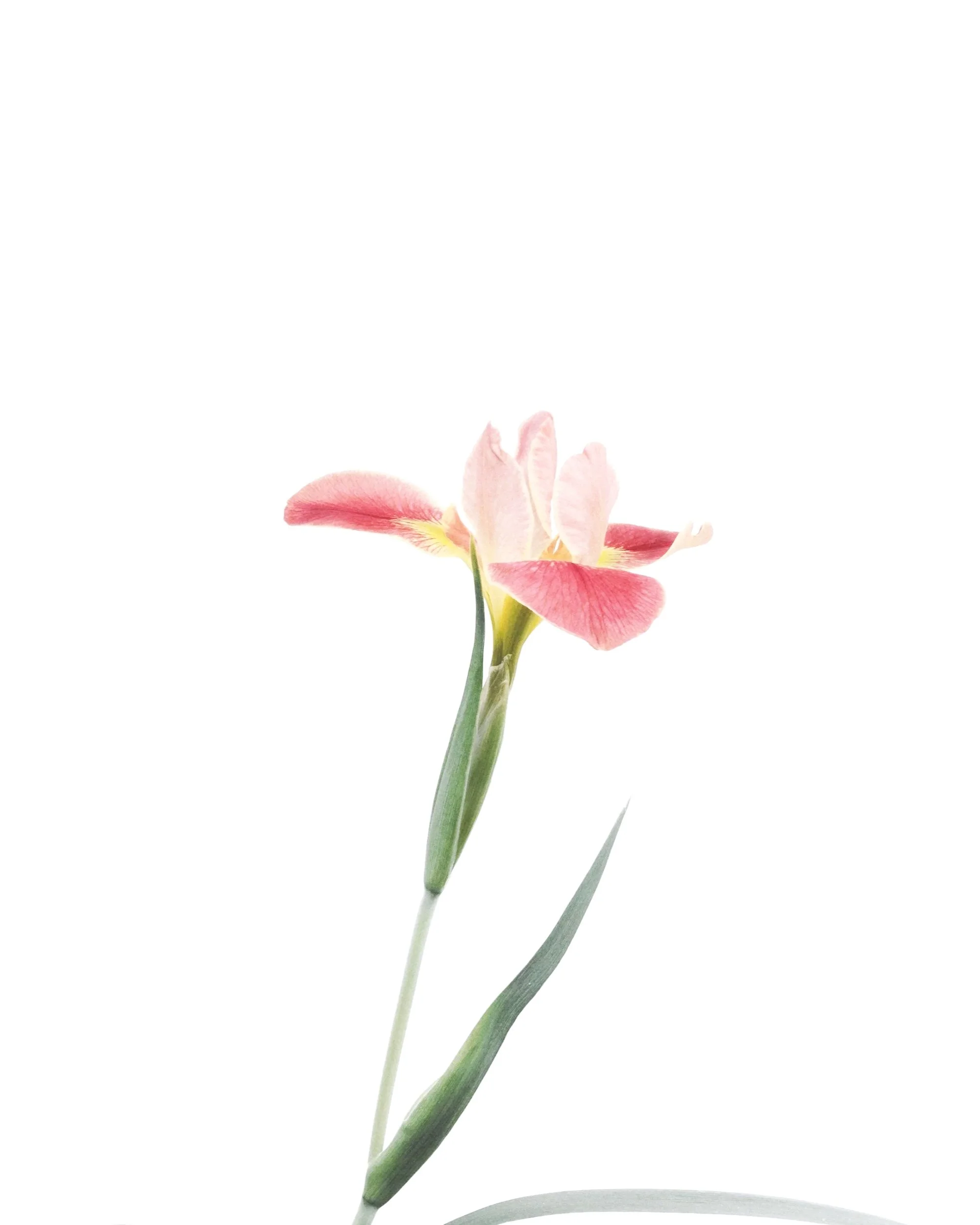 A delicate pink and white flower with green stem and long, slender leaves against a white background representing a testamonial supporting the therapeutic relationship and deep healing. 