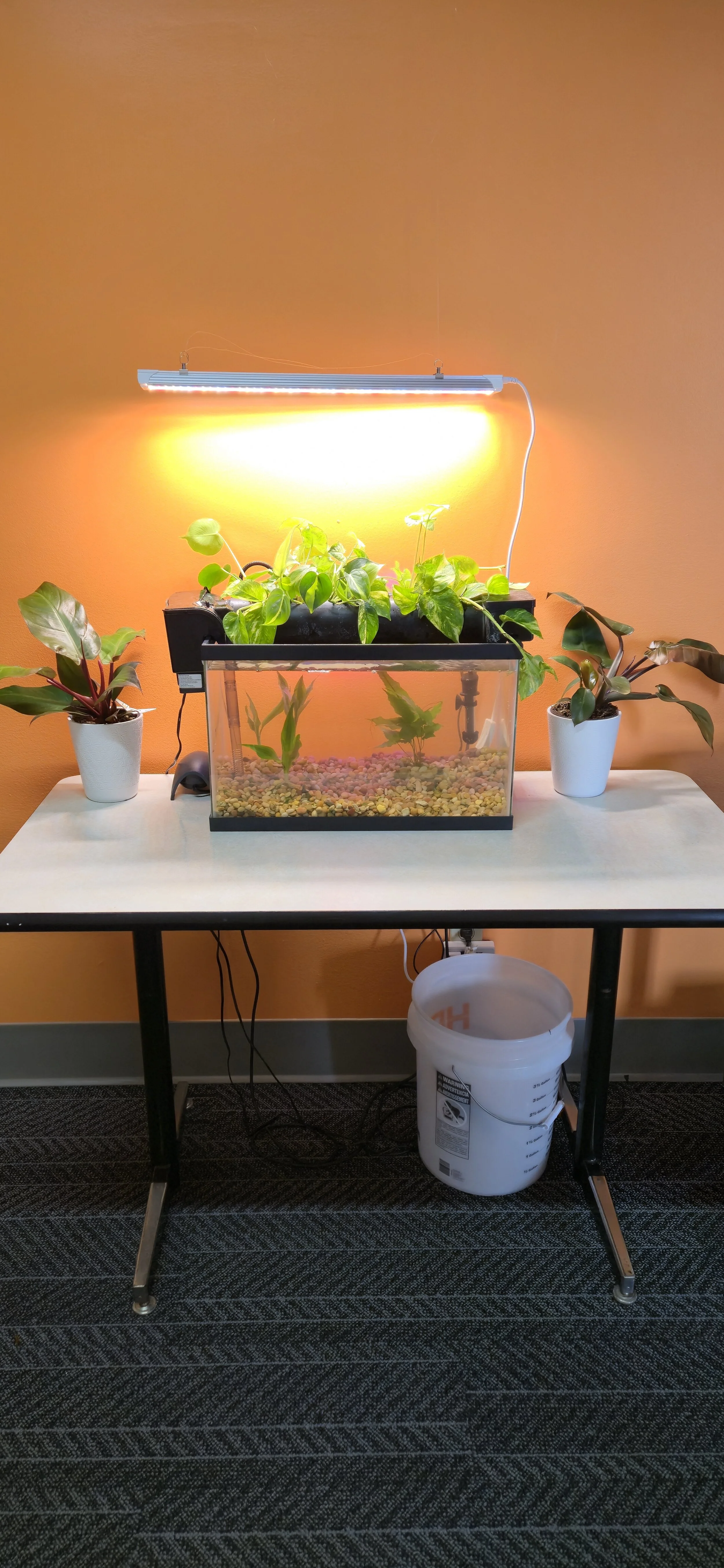 Indoor aquaponic plant setup with an aquarium, a LED grow light, and plants on a white table against an orange wall.