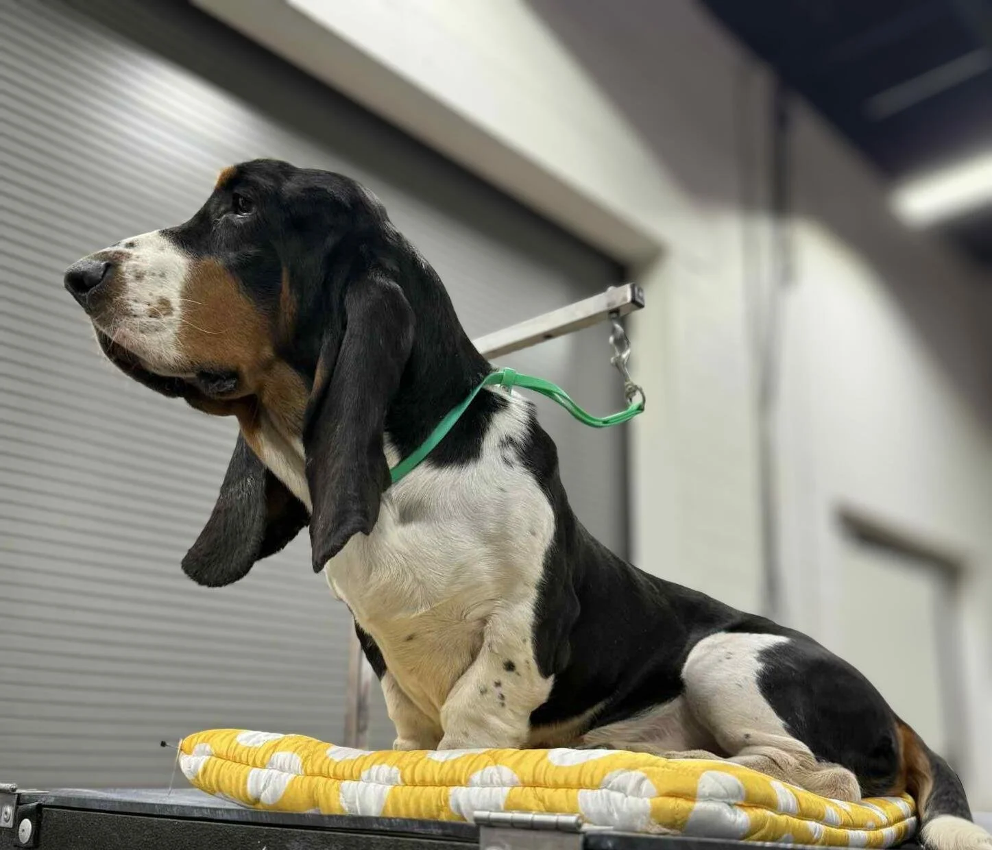 shared image (1).jpg