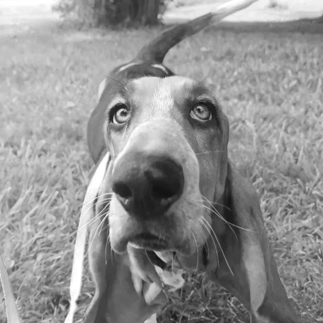 Close-up of a Basset Hound dog with long ears, brown and white fur, and a pink leash on grass with trees in the background.