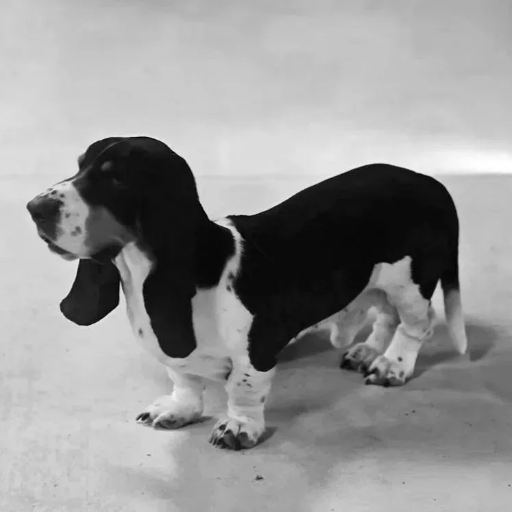 A cute black, white, and brown Basset Hound puppy with droopy ears and long body standing on a light-colored floor.