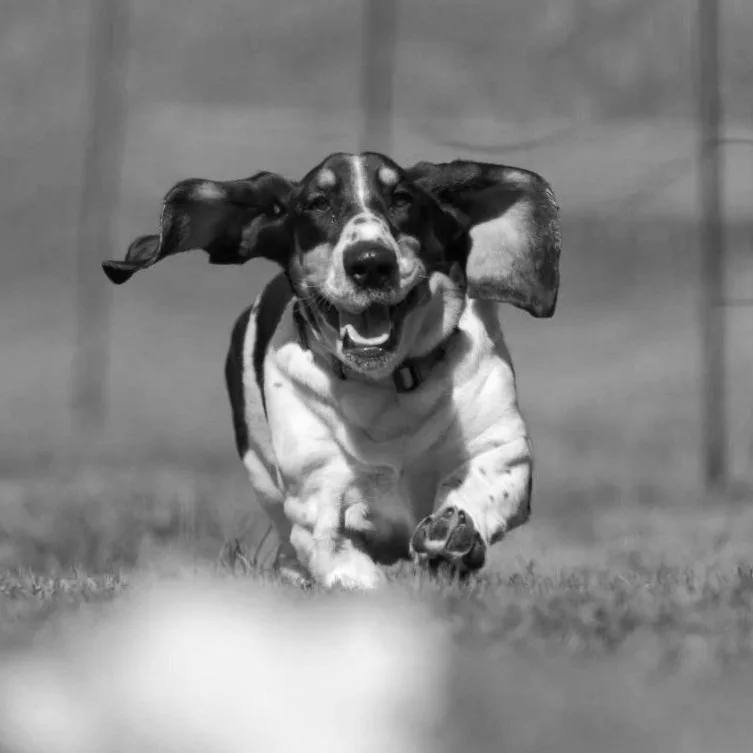 A dog running towards a person in a grassy outdoor area, with a green fence in the background and a tennis ball just in front of the camera.