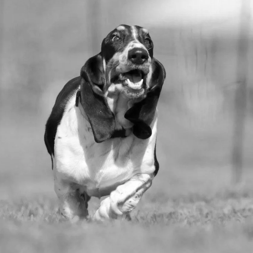 A Basset Hound running on grass with a blurred background and an orange fence on the right side.