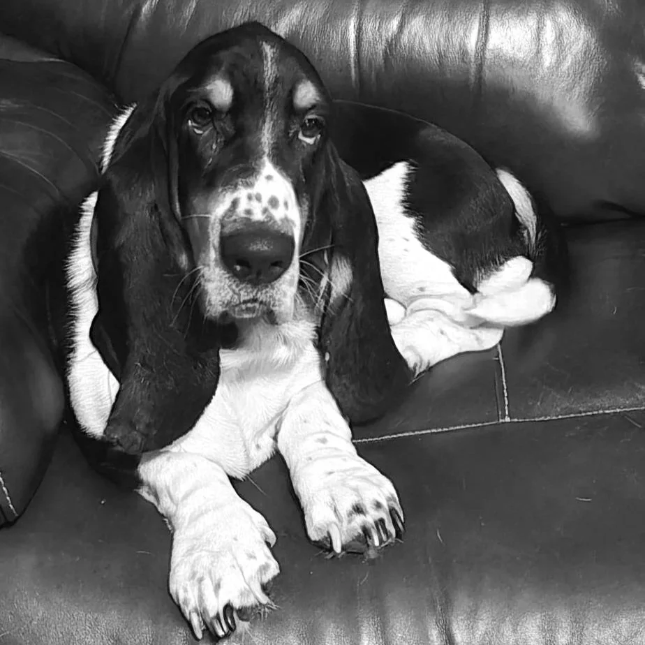 A puppy with black, white, and tan fur is lying on a dark brown leather couch, looking at the camera.