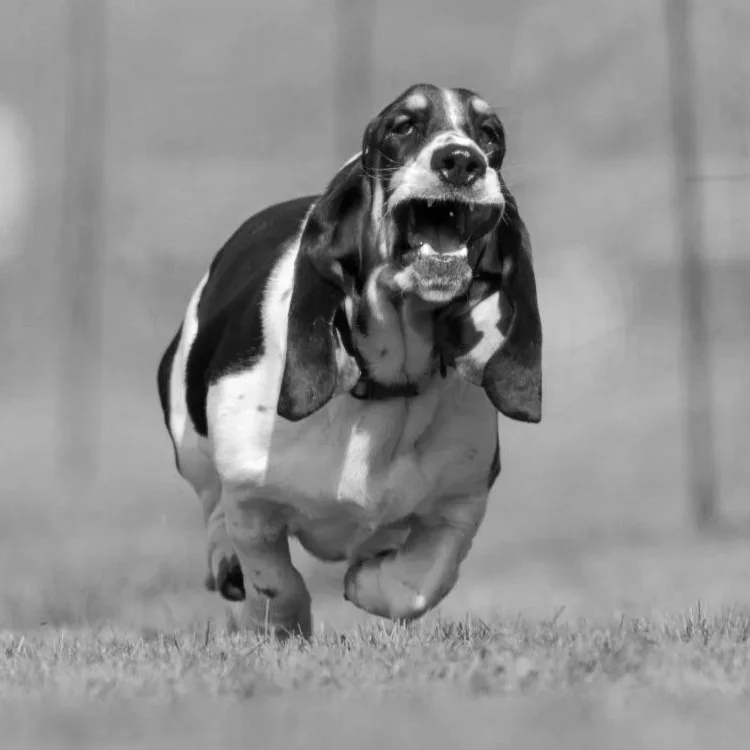 A basset hound running across a grassy field with a green wire fence in the background.