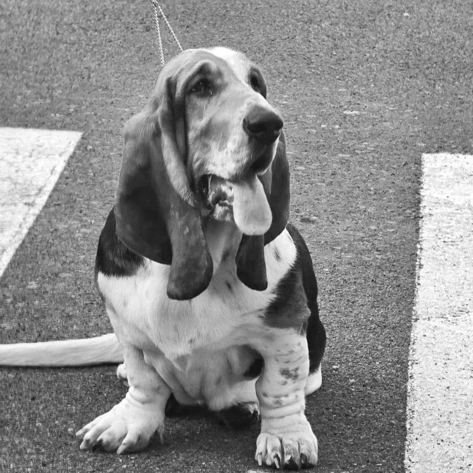 A cute Basset Hound dog with long ears and droopy eyes, sitting on a paved surface with blue and yellow painted lines, looking cheerful with its tongue hanging out.