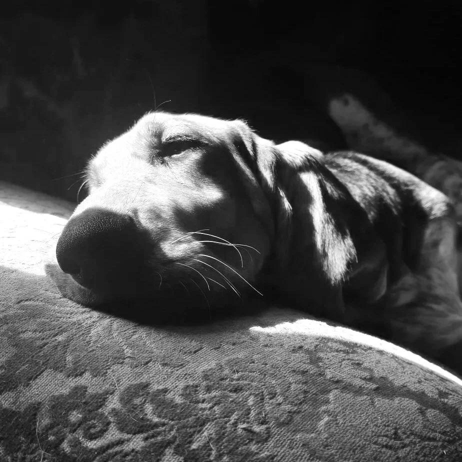 A sleeping dog resting on a red textured cushion in sunlight.