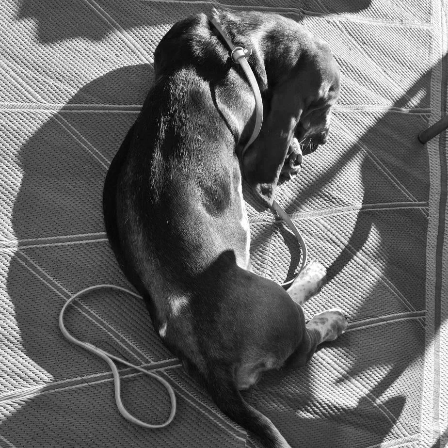 A dog with a black, brown, and white coat wearing a purple collar and leash, lying on a green tiled outdoor surface, sleeping in the sunlight.