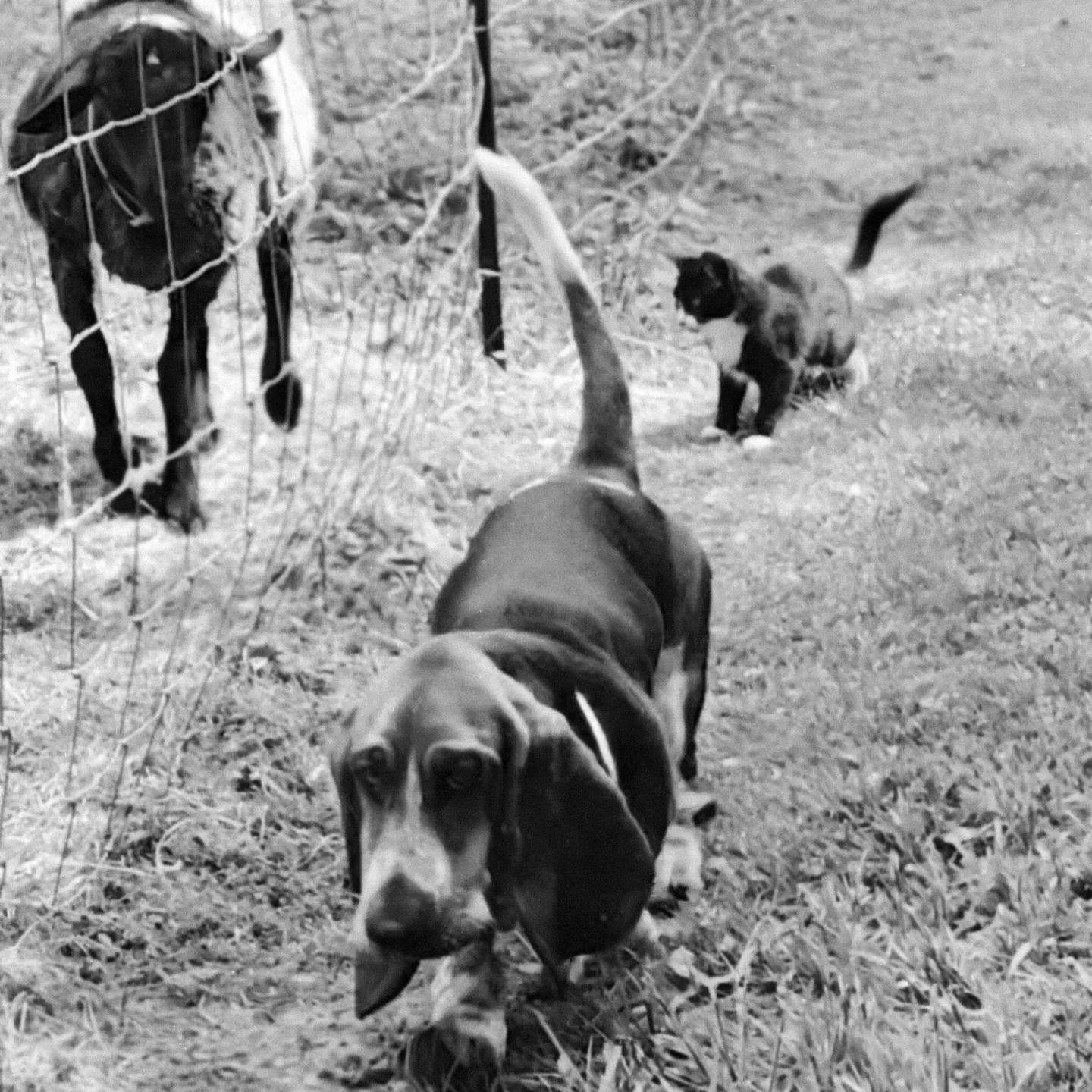 A dog walking along a grassy path, a cat crouching on the grass, and a cow behind a wire fence.