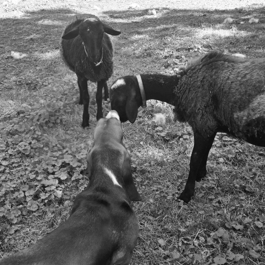 A dog and two sheep in a grassy backyard with trees and a fenced area in the background.