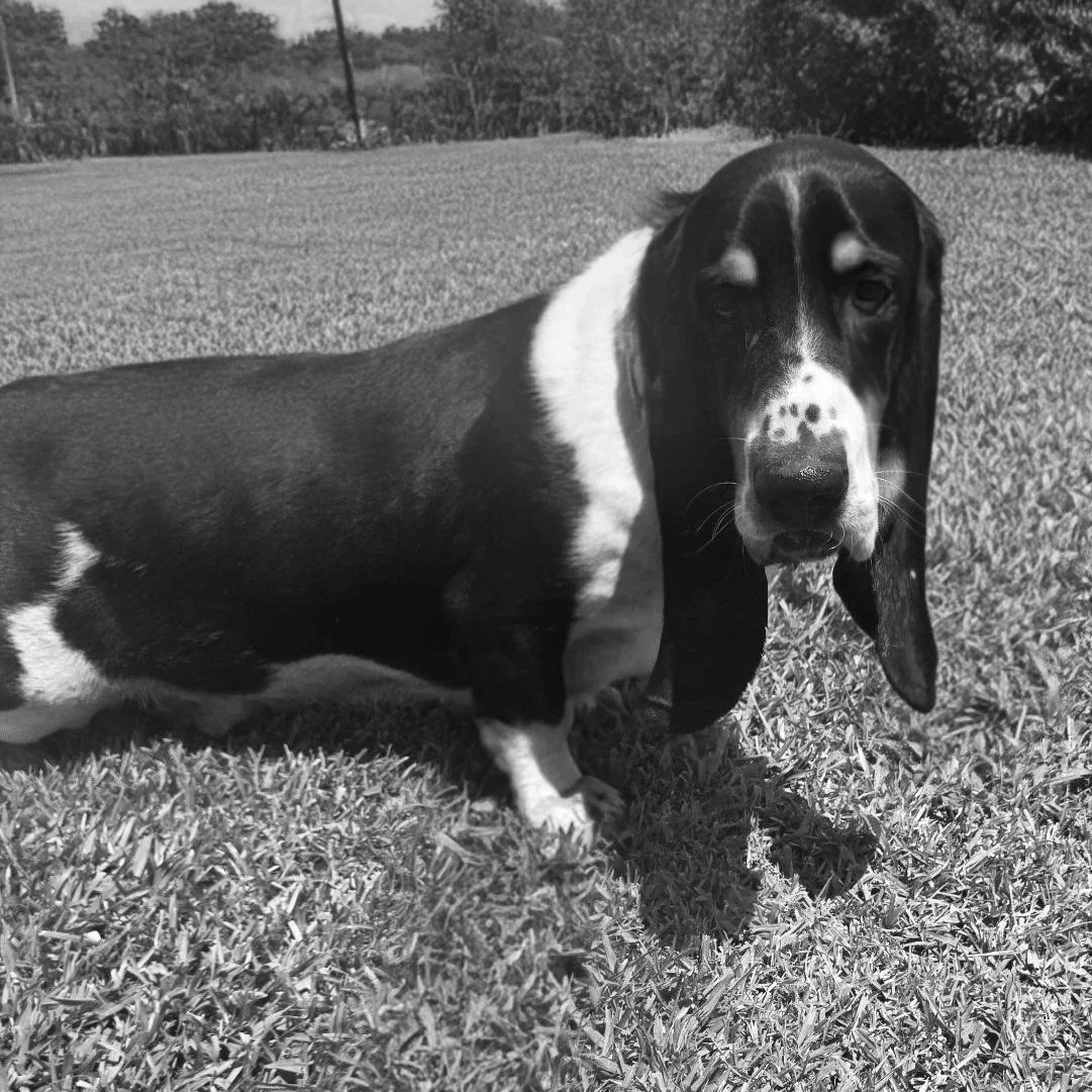 A black and tan Dachshund with white markings lying on green grass in a backyard with trees and shrubs, under a partly cloudy sky.