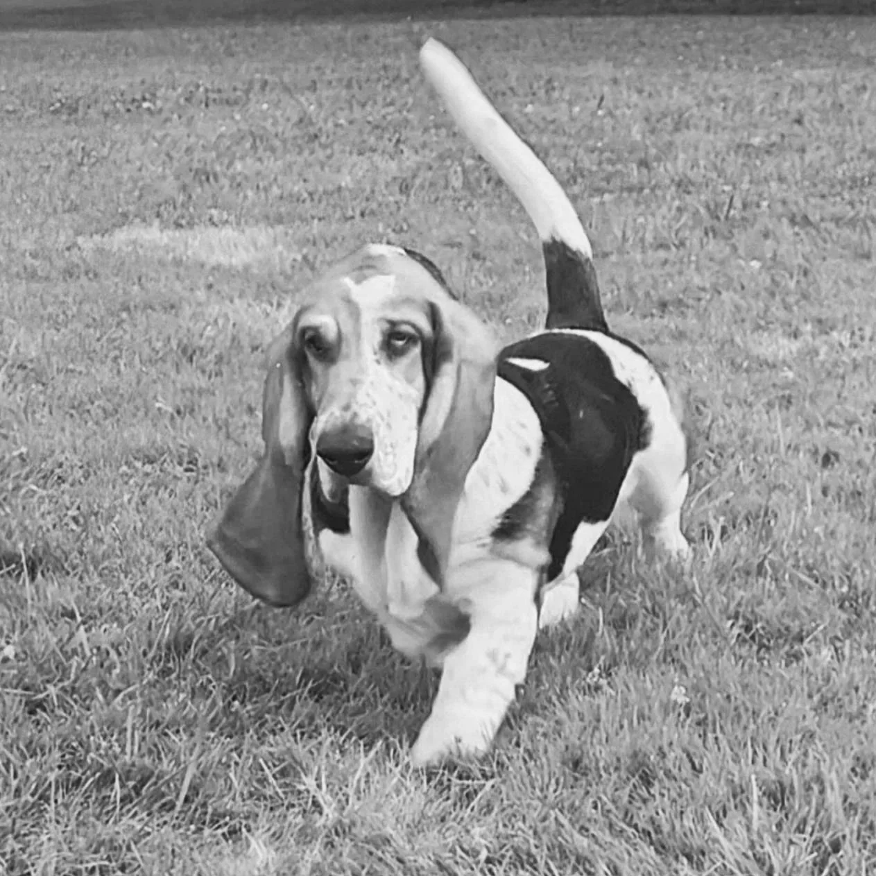 A Basset Hound puppy walking on grass.