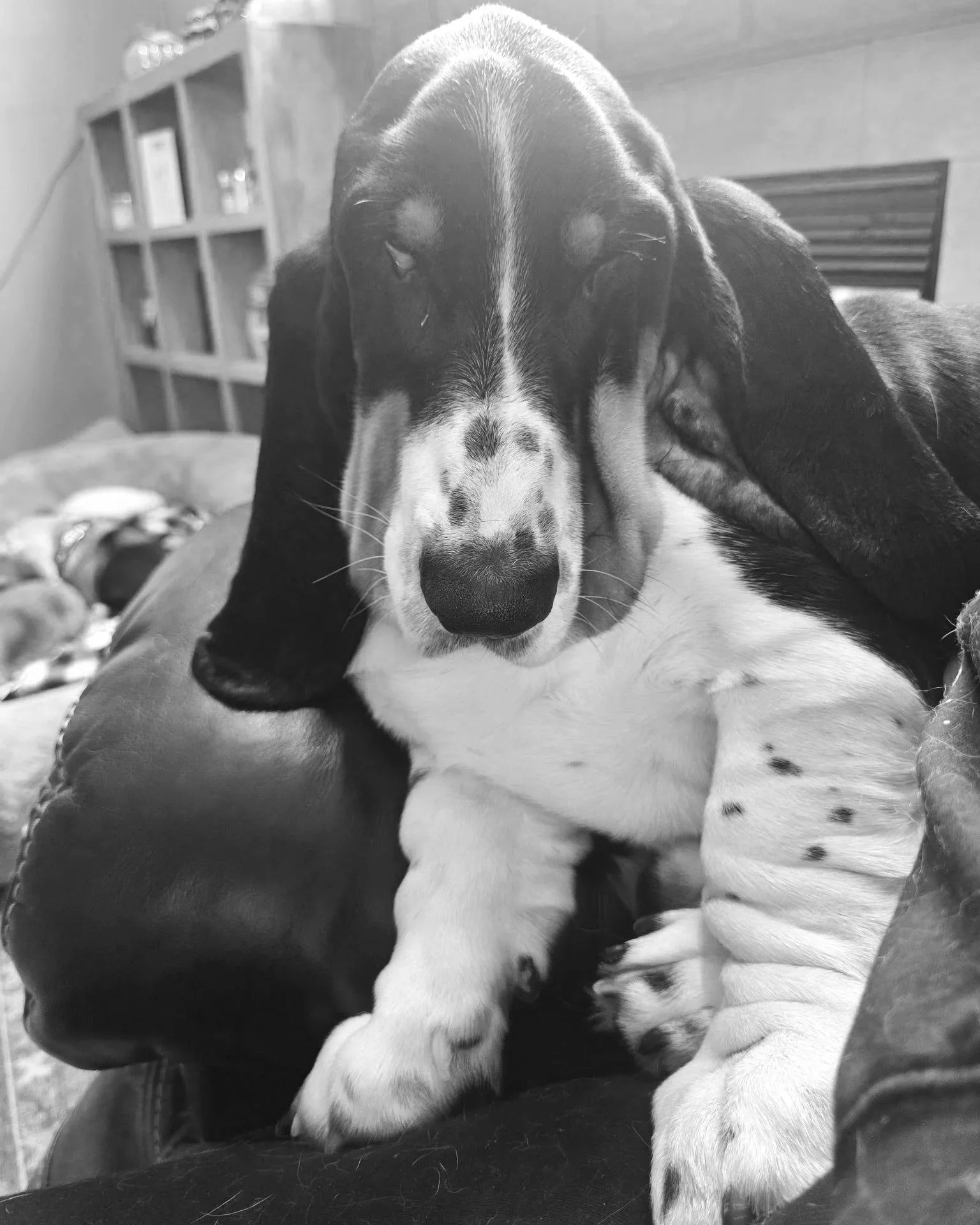 Close-up of a sleepy or relaxed black, tan, and white Basset Hound dog resting its head and front paws on a leather couch.