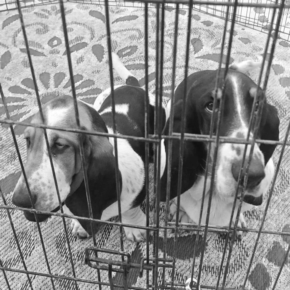 Two puppies inside a metal fenced enclosure with a patterned mat, one brown and white and the other black and white, with a grassy area outside.