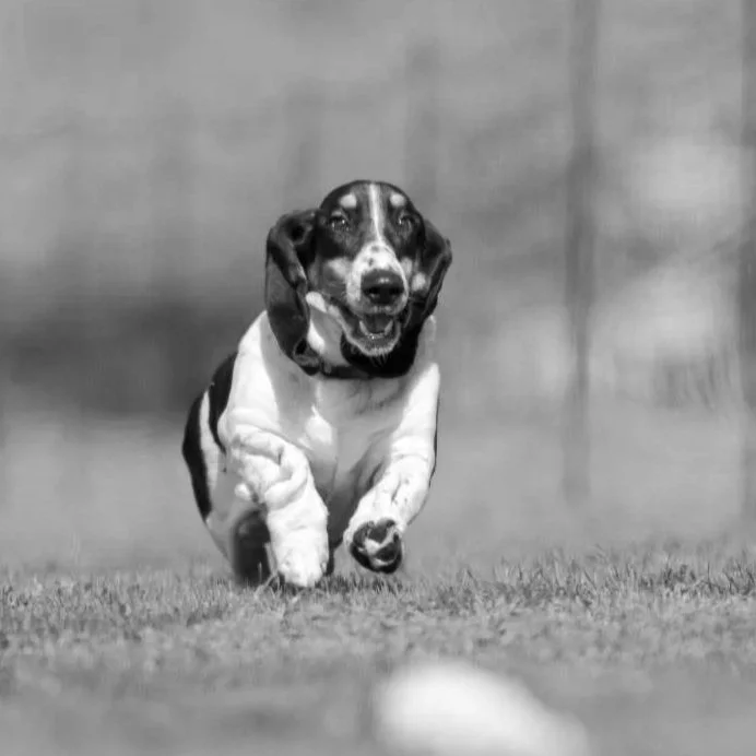 A dog running on a grassy field, chasing a white object, with a fence and blurry spectators in the background.