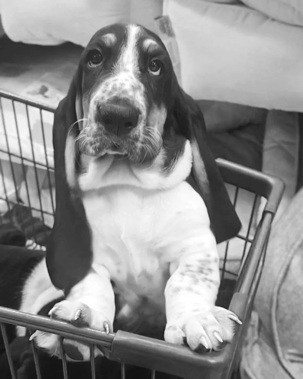 A cute puppy with long ears and a black, white, and brown coat sitting in a small shopping cart.