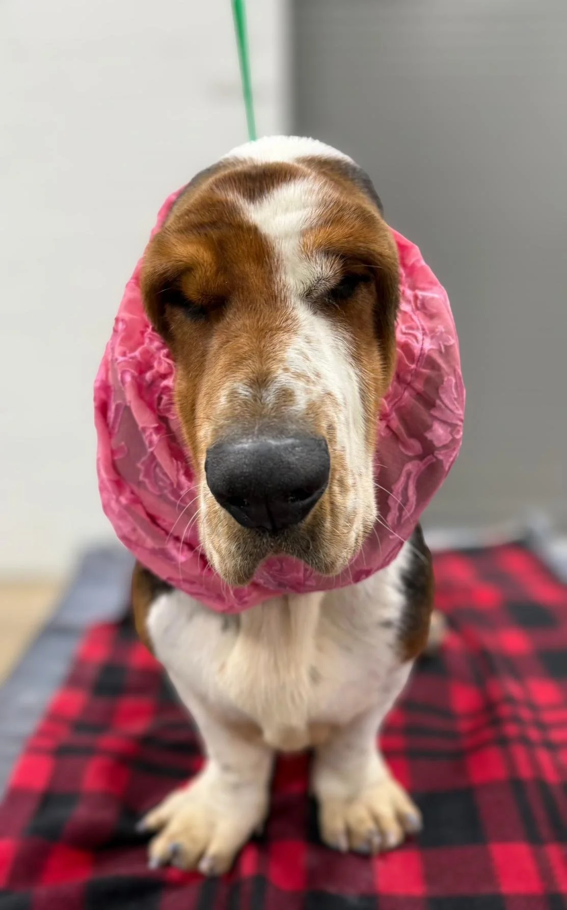 shared image (3).jpg