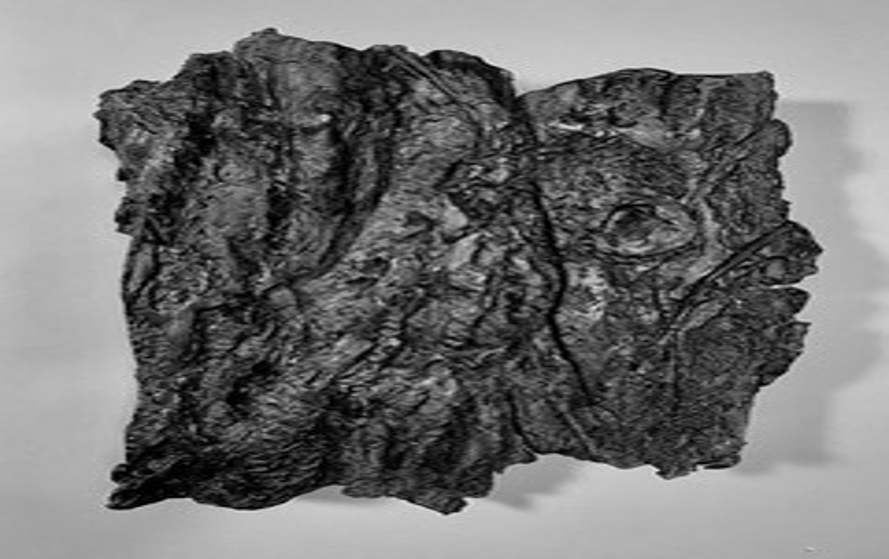 Ebony Landscape.png-2.png