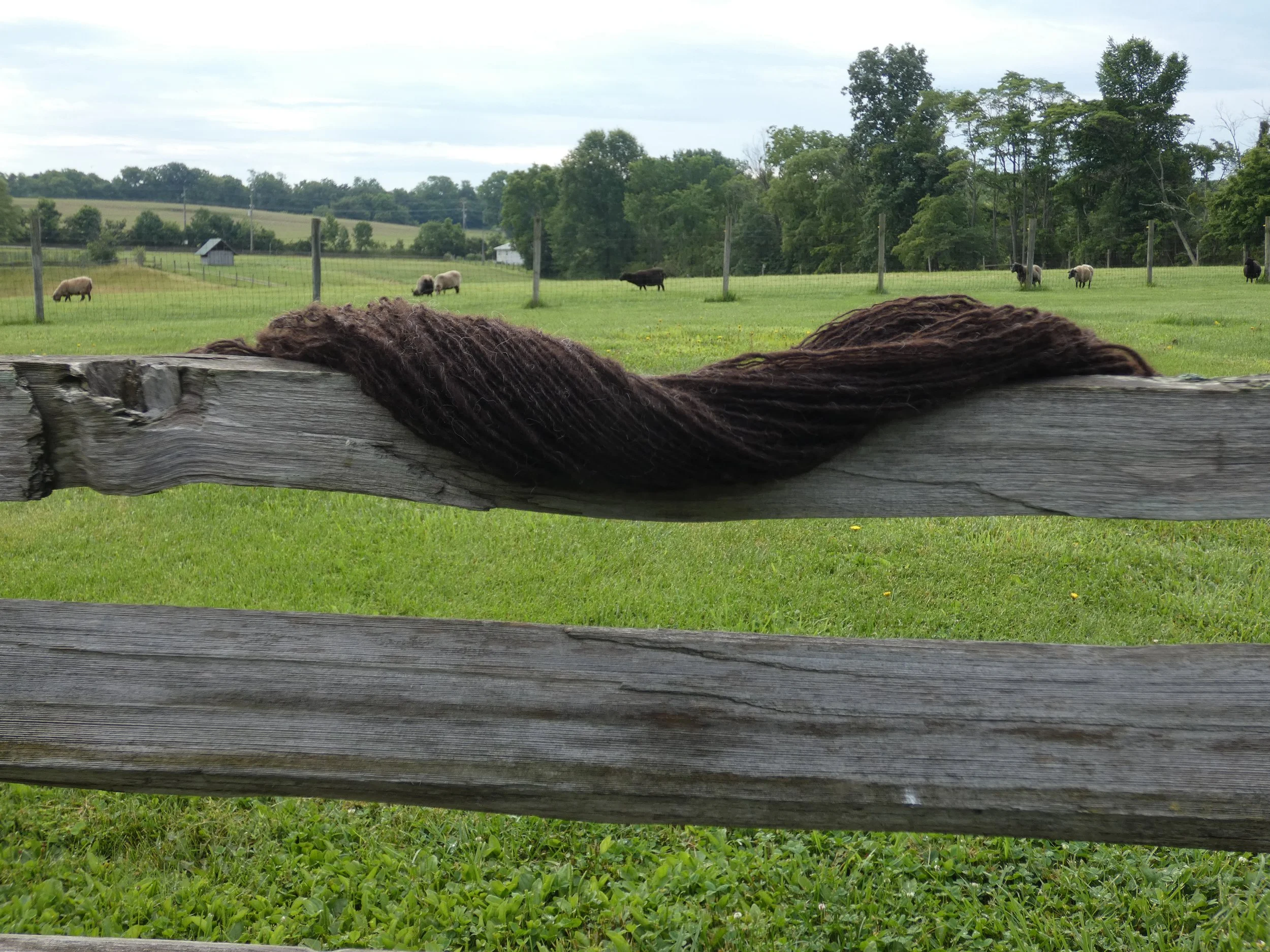 Handspun yarn with sheep in background.JPG
