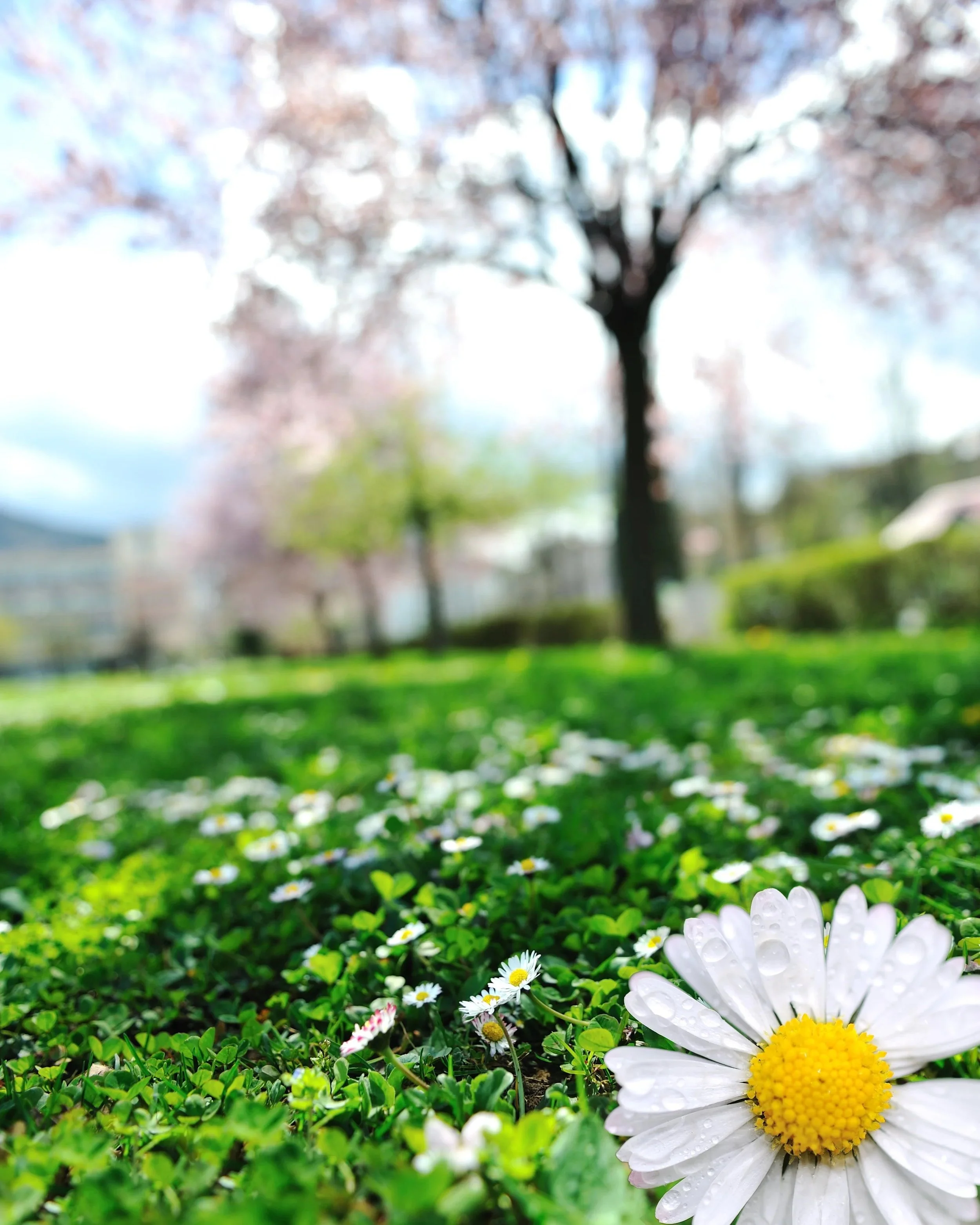 When a Season Begins to Open