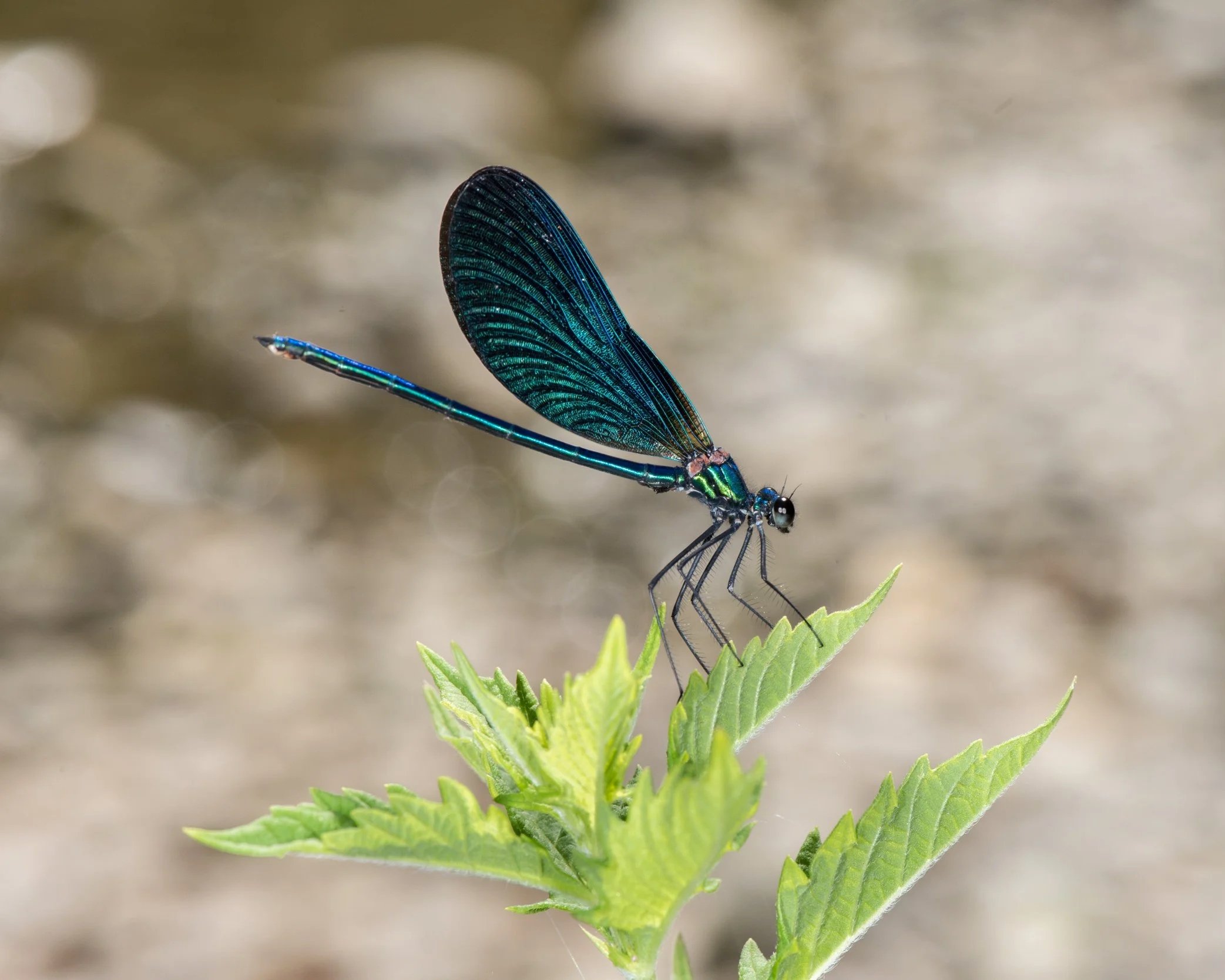 When Plans Meet Experience