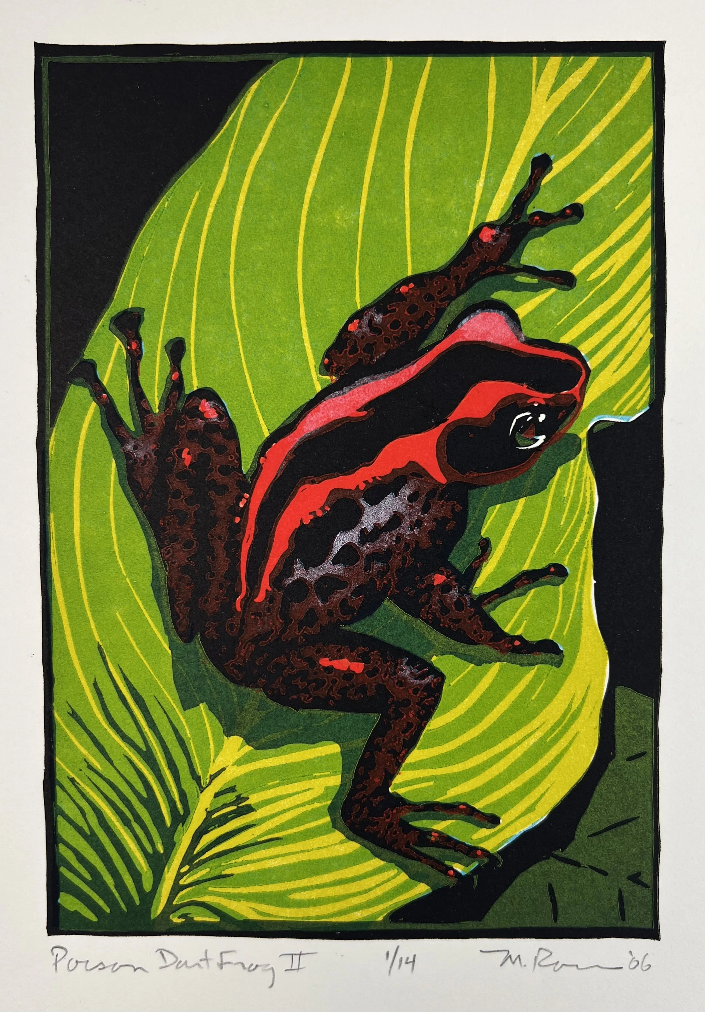Poison Dart Frog II.jpeg