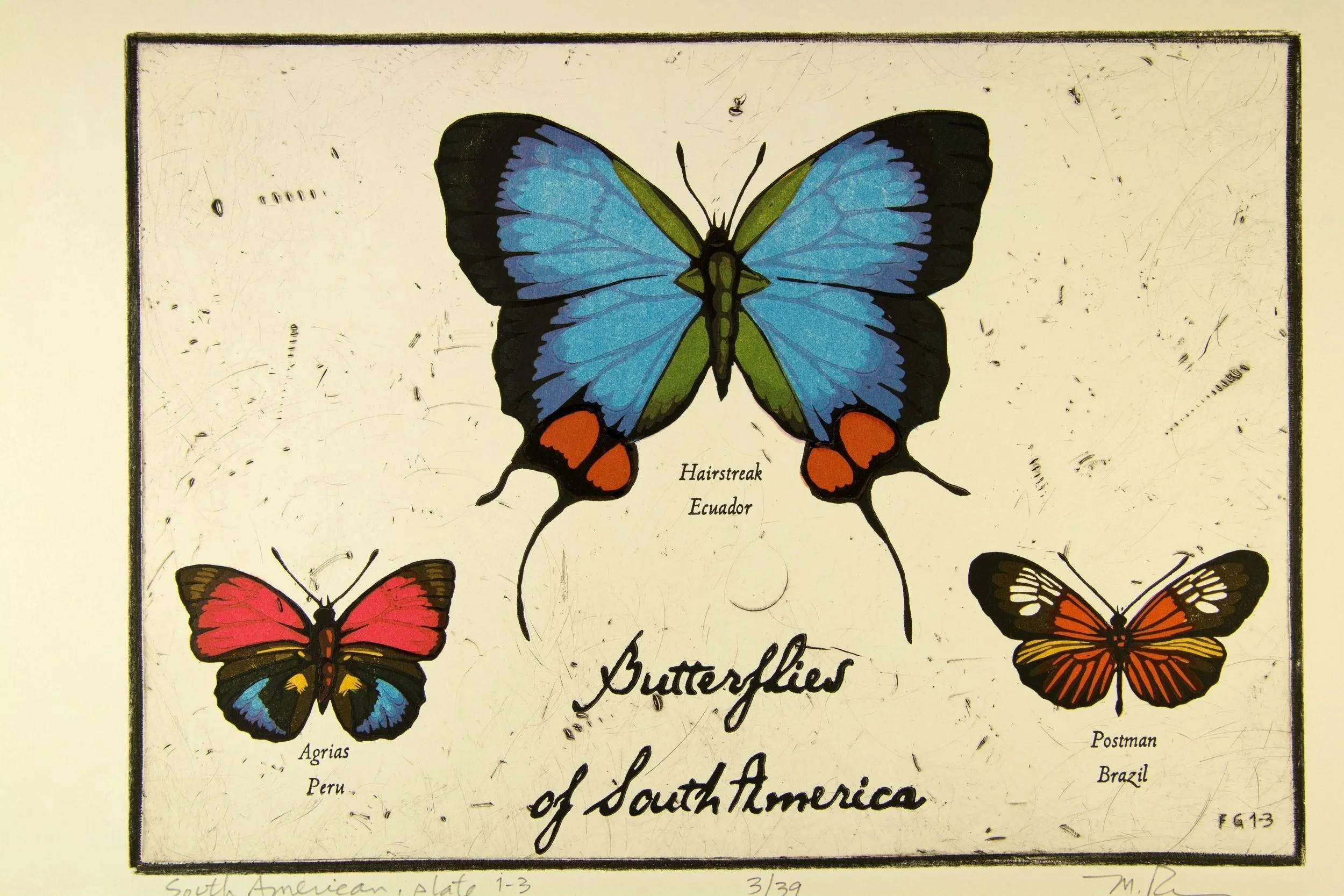 Butterflies of South America