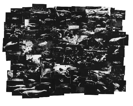 利根川ー魚の通り道