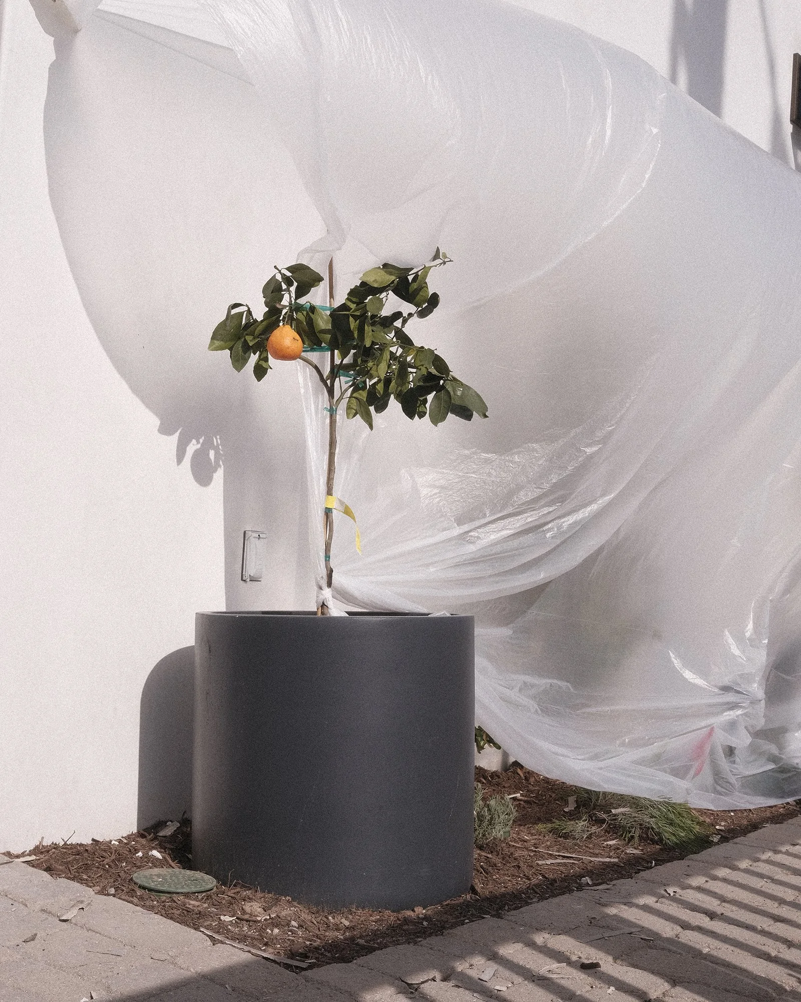 Orange Tree, 2023