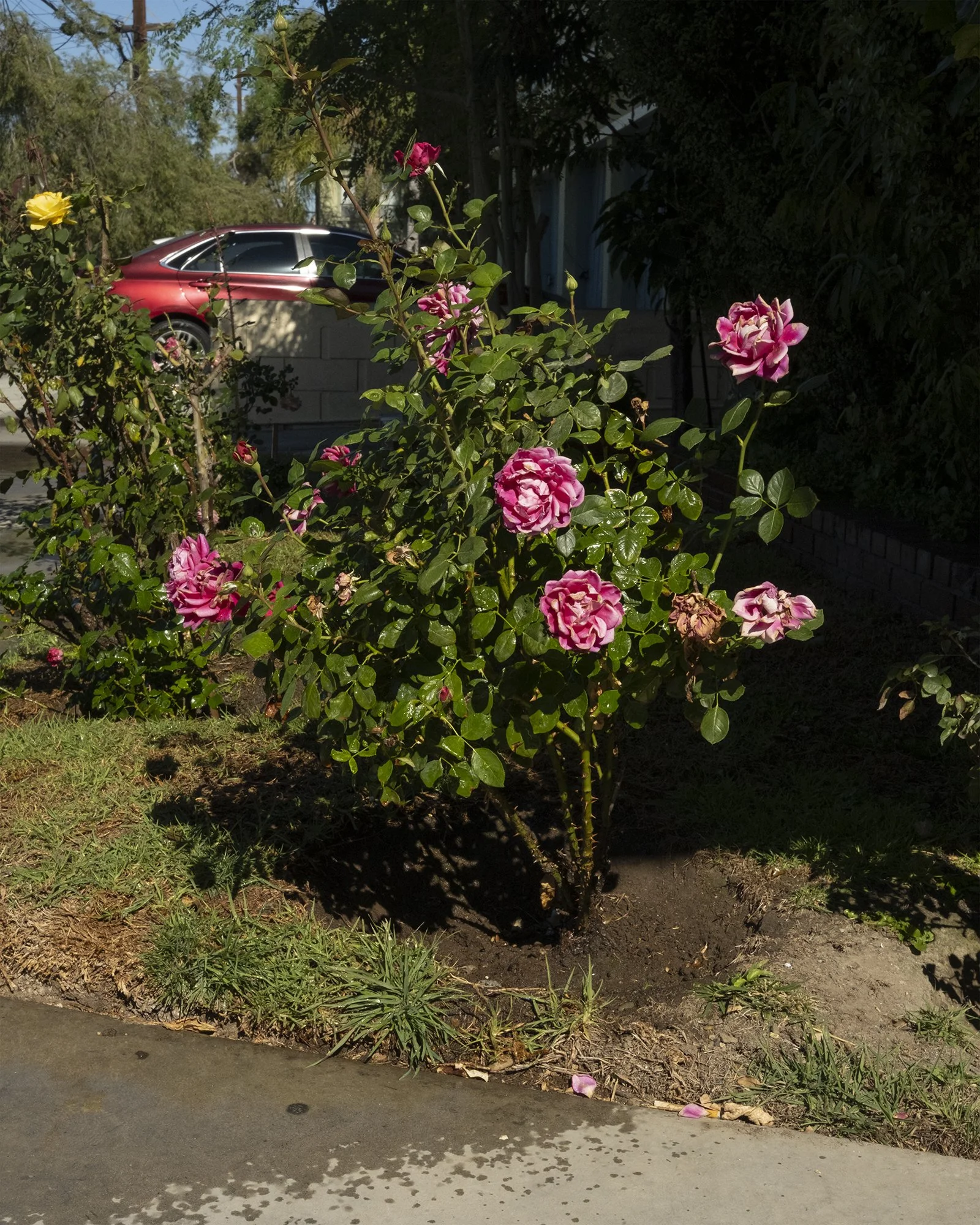 Saturated Dreams, 2022