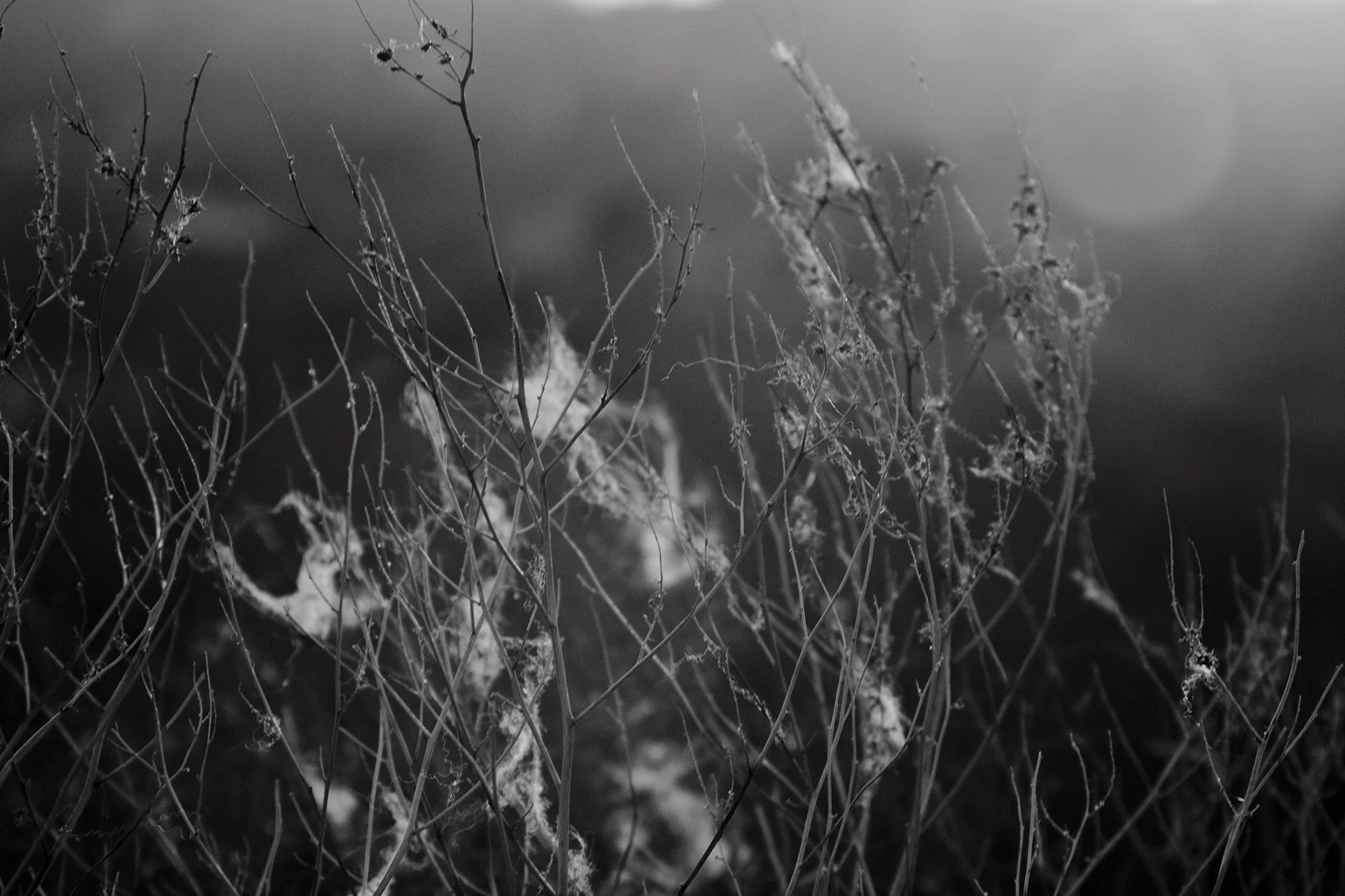 Ghost Whispers