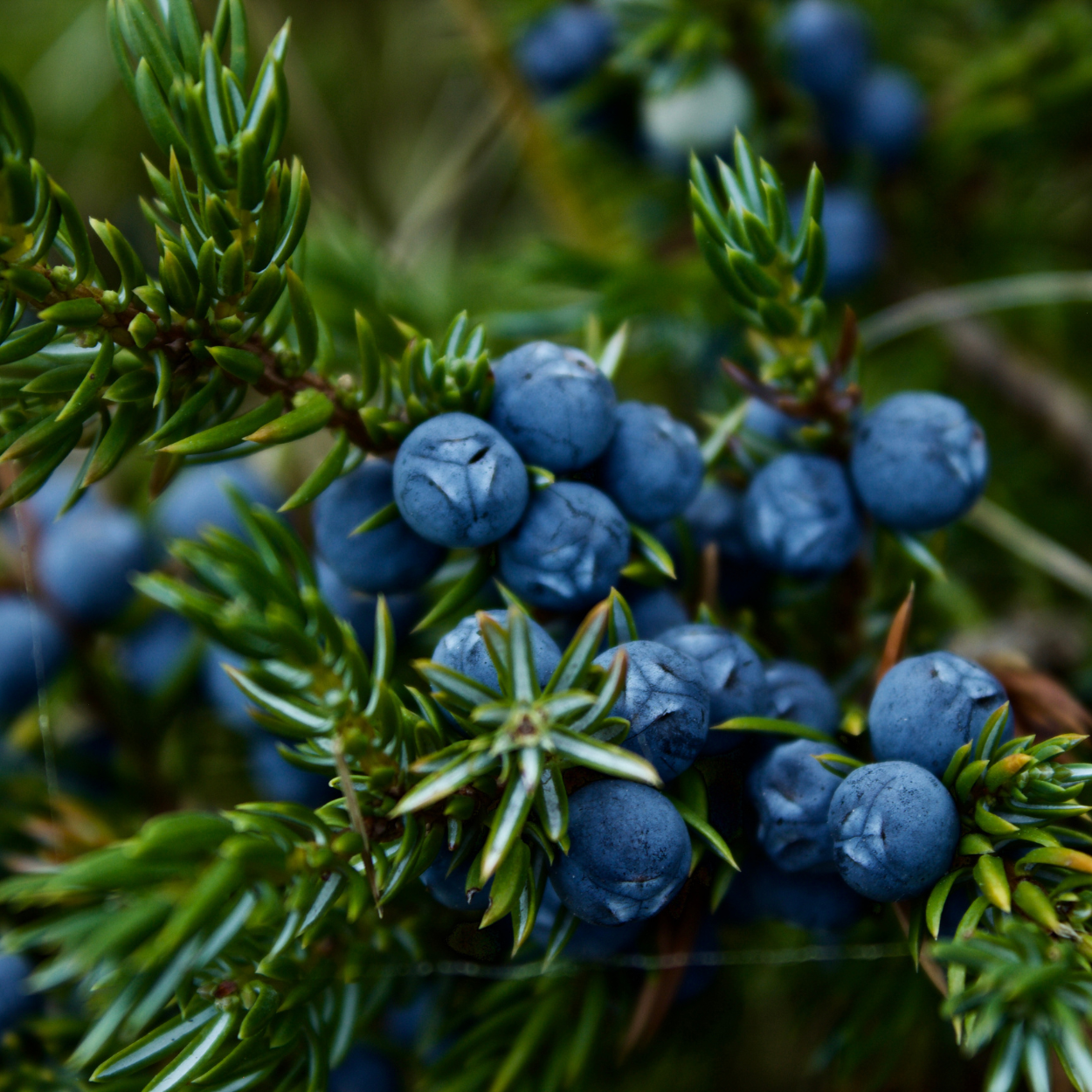Close-up of blue berries on a green, spiny shrub.