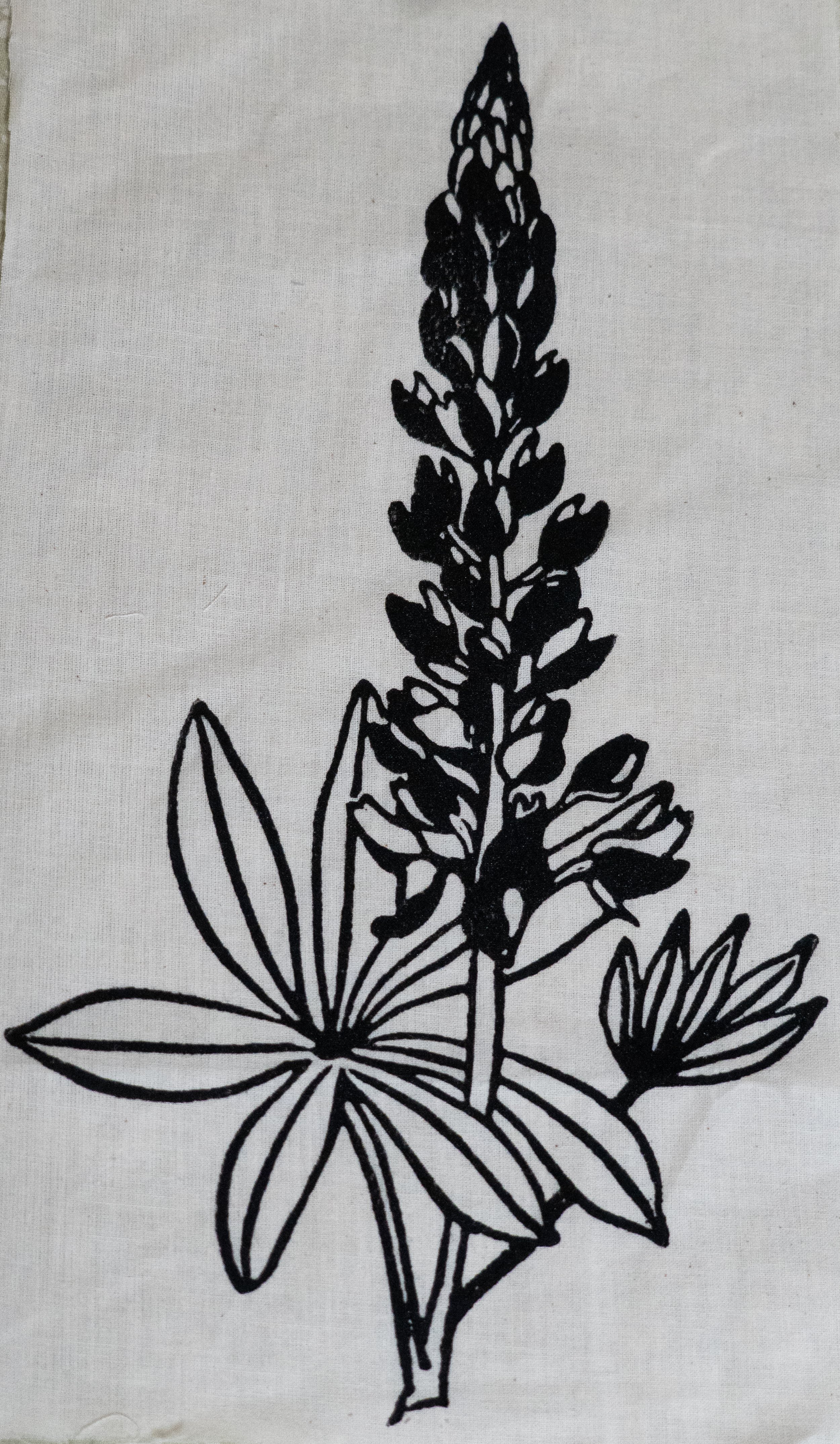 Lupine ~ $25