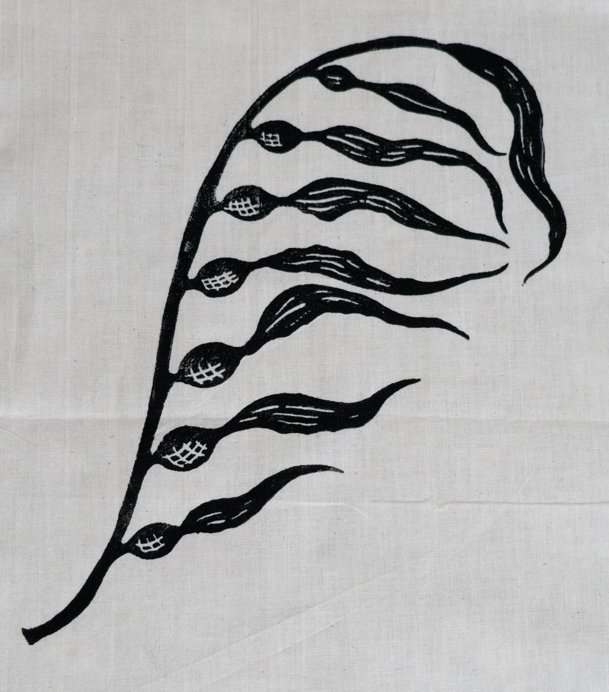 Kelp ~ $25
