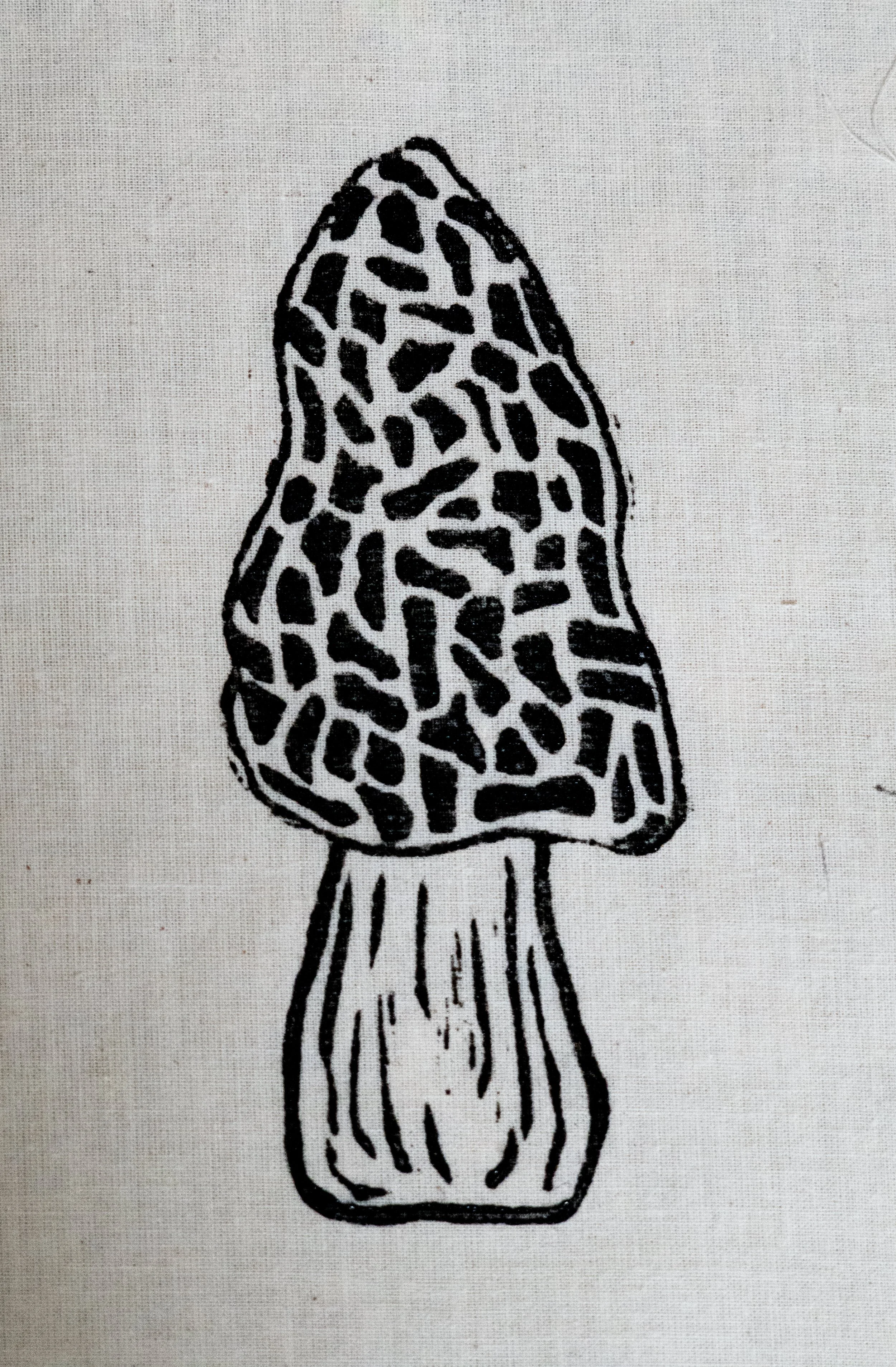 Morel ~ $15 