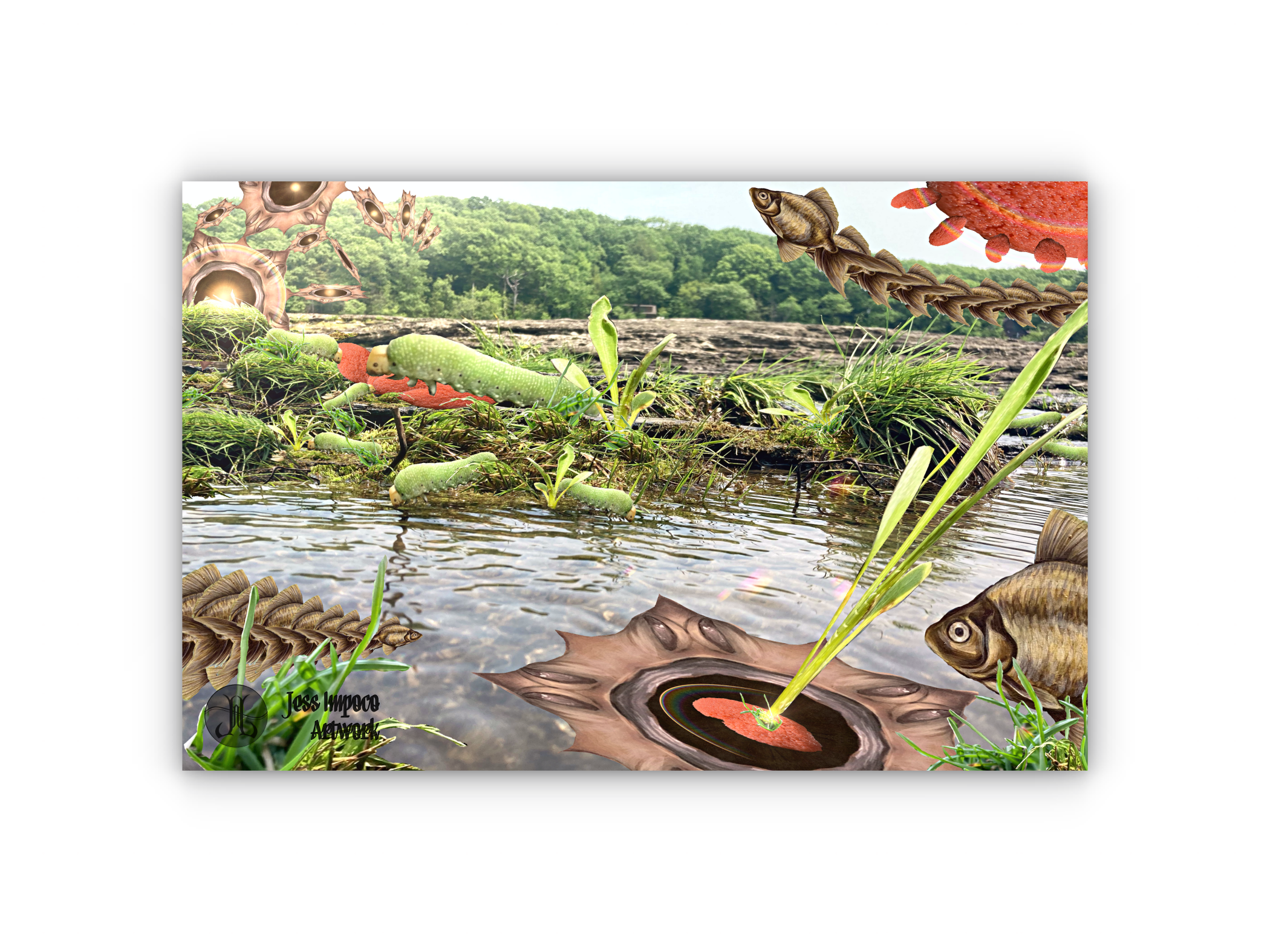 Border_RivergOLDfish_watermark.png