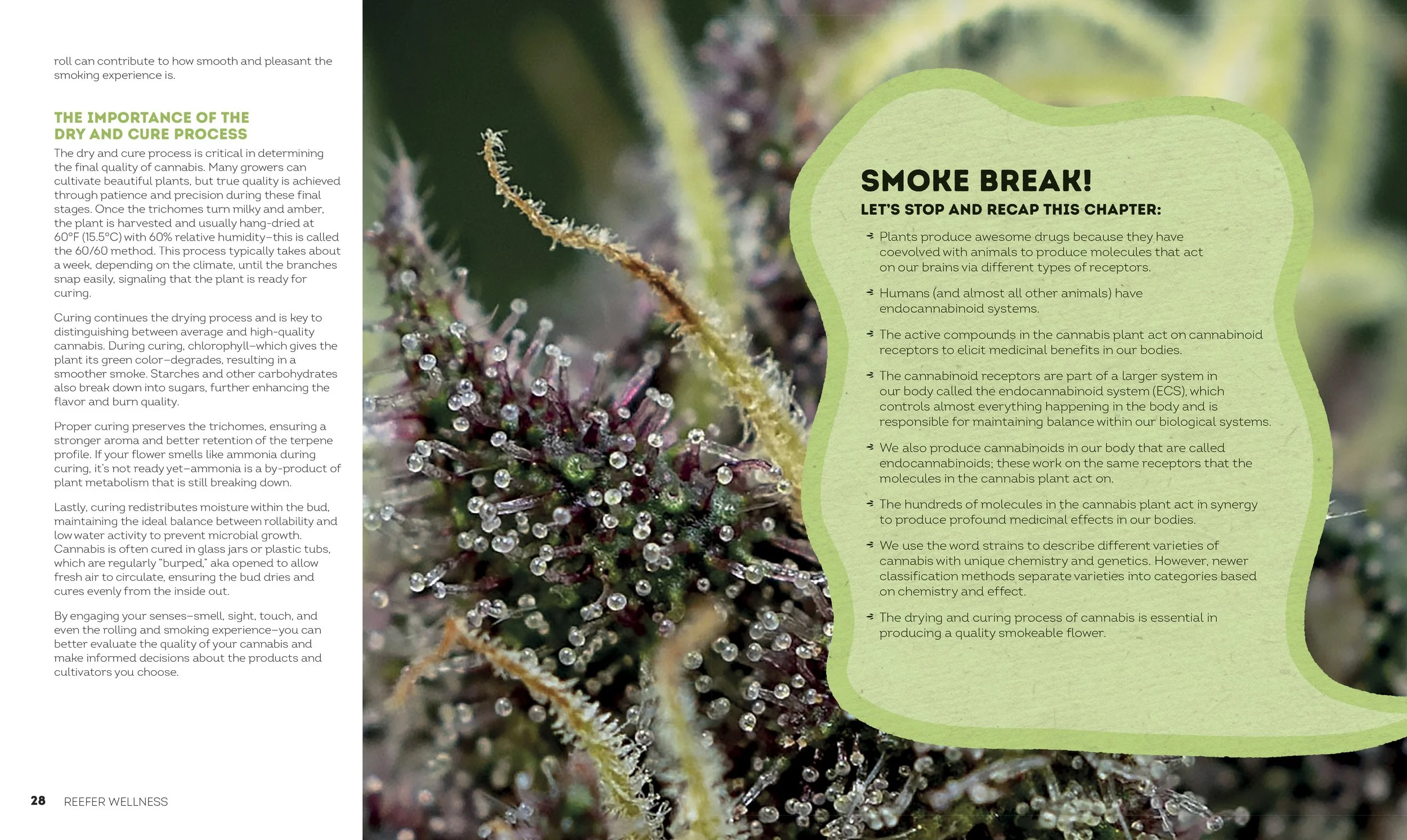 9780593847152_ReeferWellness_FINAL_INTERIOR 15.jpg
