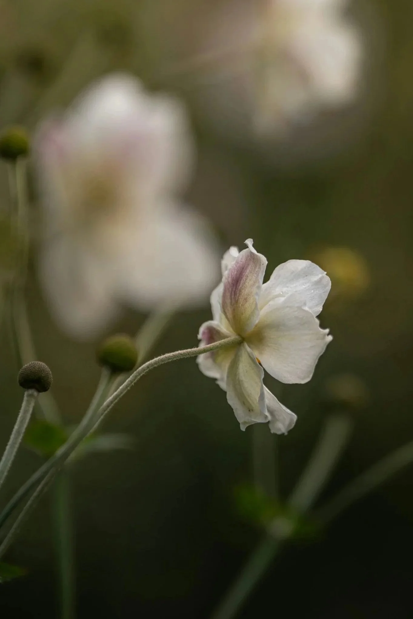 Musical Transcription and Arrangement