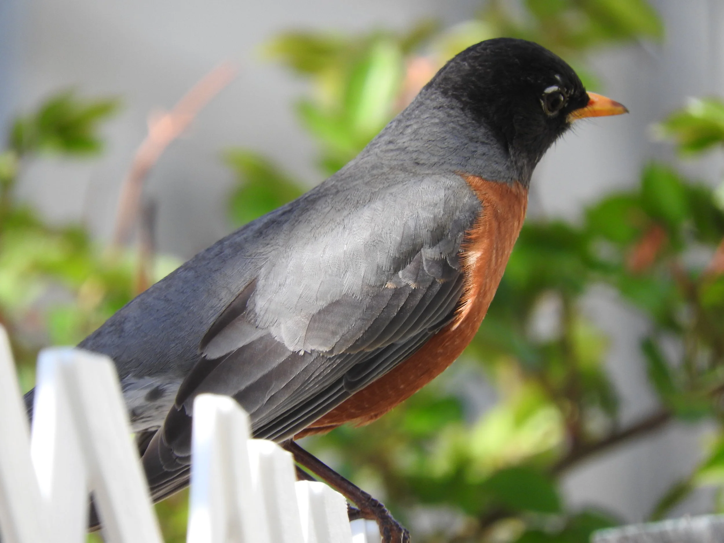 Can you hear that? It’s time for bird song bingo!
