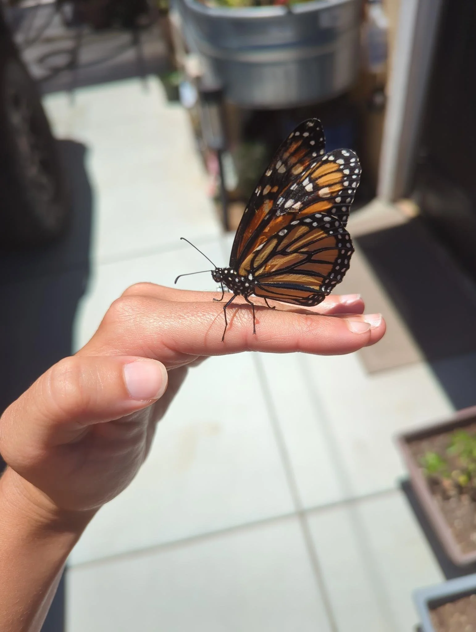 Sunset Soiree - Sound Healing & Therapeutic Movement outdoors w/ animals