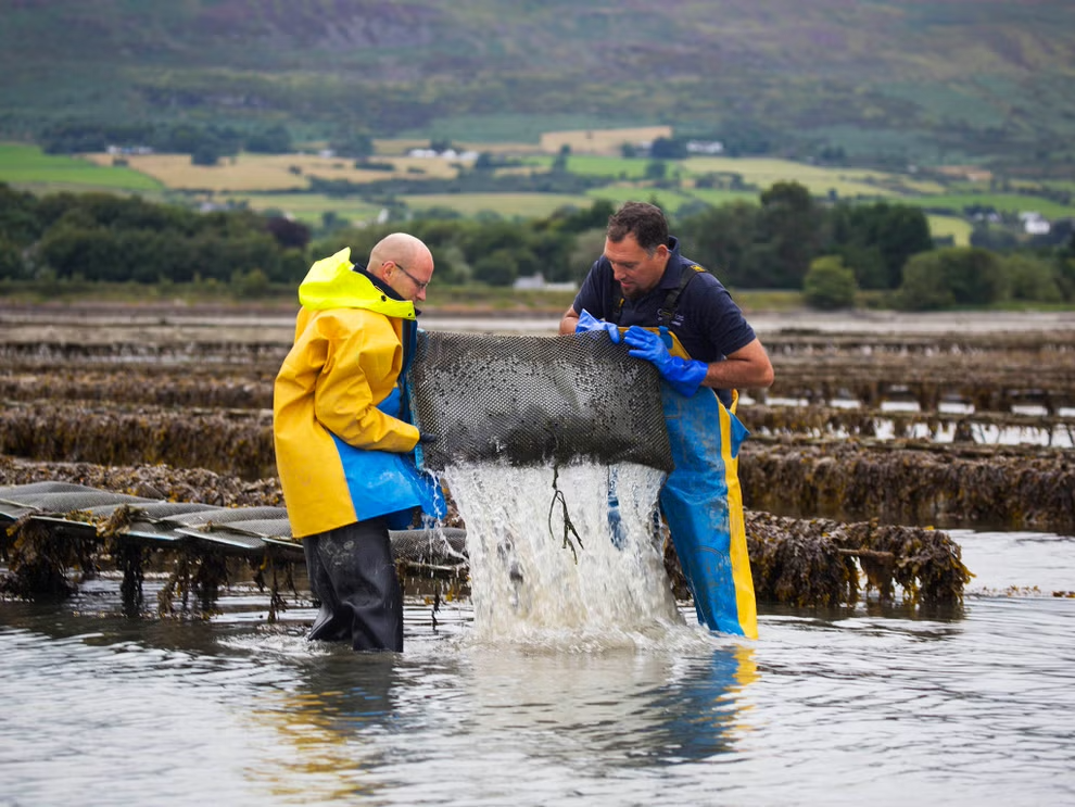 Why Farming Oysters Is Sustainable And Good For The Environment