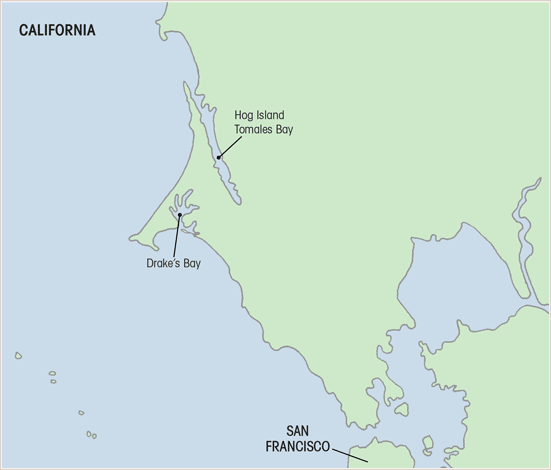 ‘The Oyster Guide’ Trail